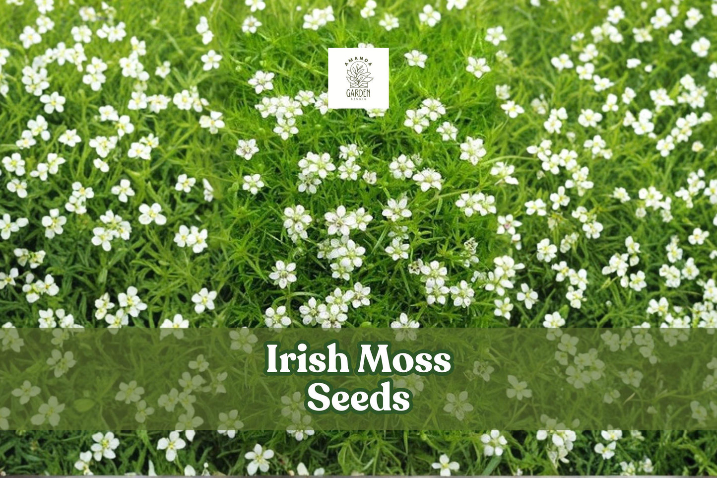 Irish Moss Seeds - 200 Count Sagina Subulata - Low-Growing Ground Cover with White Blooms - Ideal for Gardens and Pathways