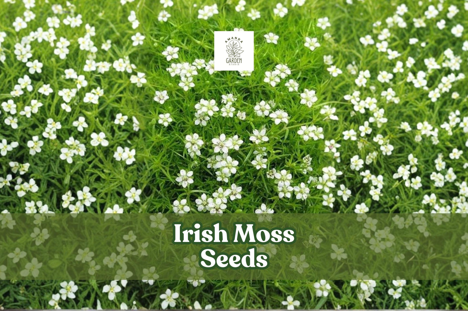 Irish Moss Seeds - 200 Count Sagina Subulata - Low-Growing Ground Cover with White Blooms - Ideal for Gardens and Pathways
