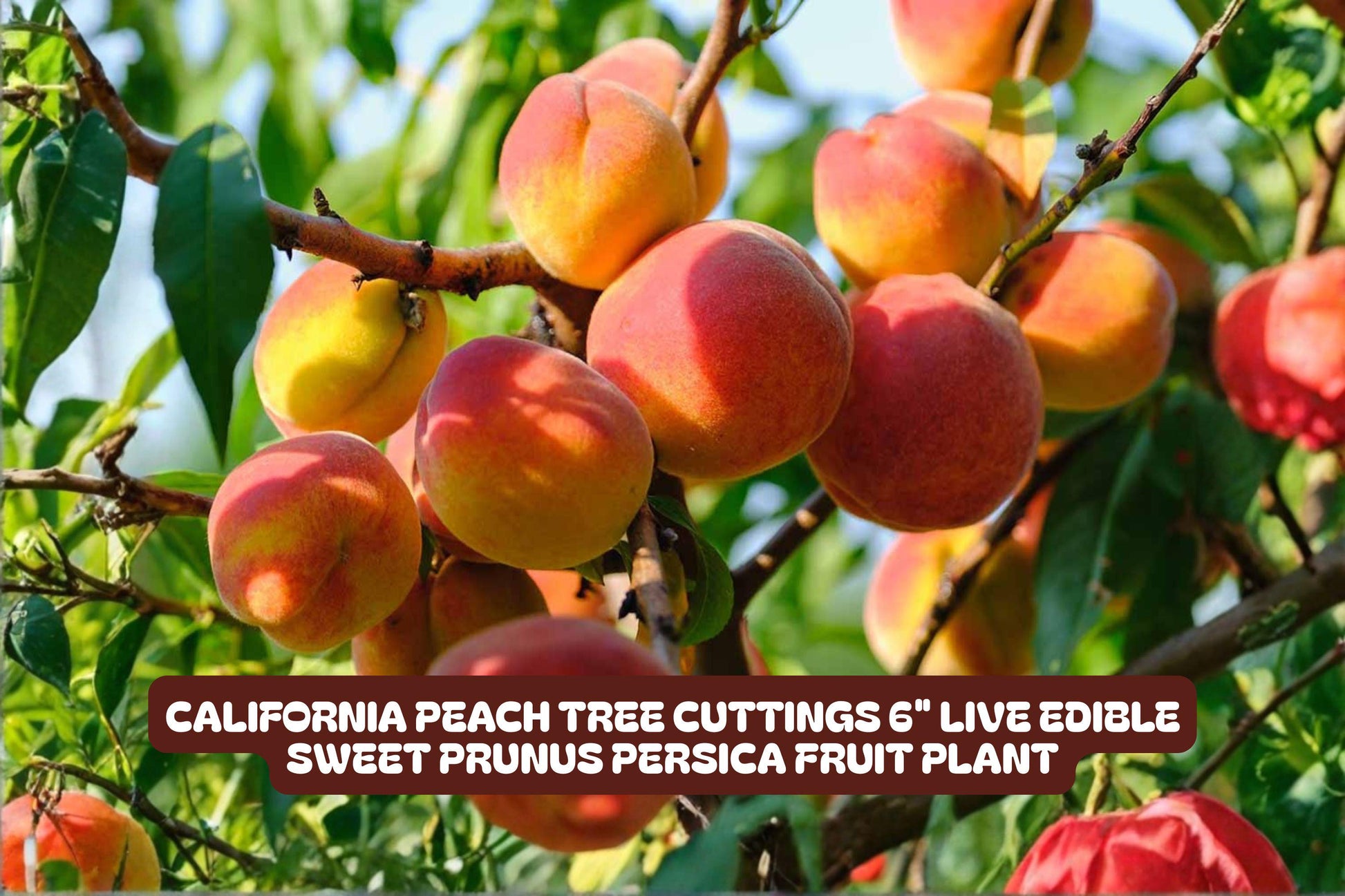 California Peach Tree Cuttings 6" Edible Sweet Prunus Persica 7 Live Cuttings for Home Gardening