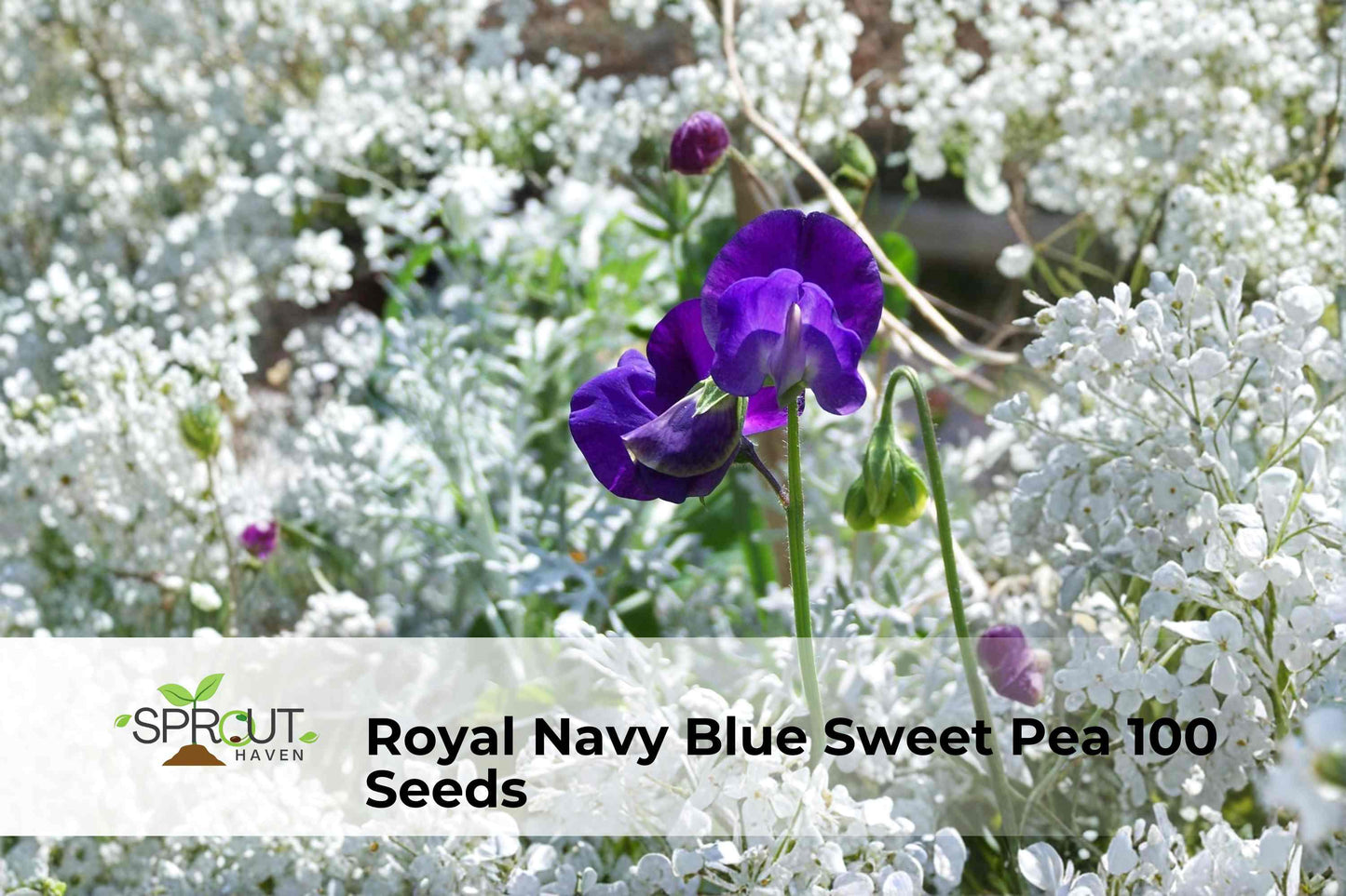 Royal Navy Blue Sweet Pea Seeds - 10 Non-GMO Climbing Vines, Blue-Purple Blooms, Lathyrus odoratus for Garden Borders