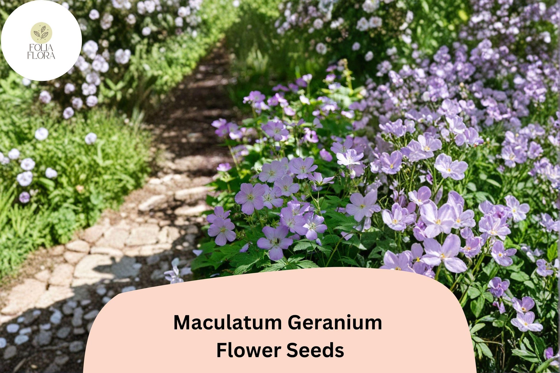 25+ Maculatum Geranium Seeds - Purple Hardy Perennial - Geranium maculatum - Attracts Pollinators - Low Maintenance Garden Plant