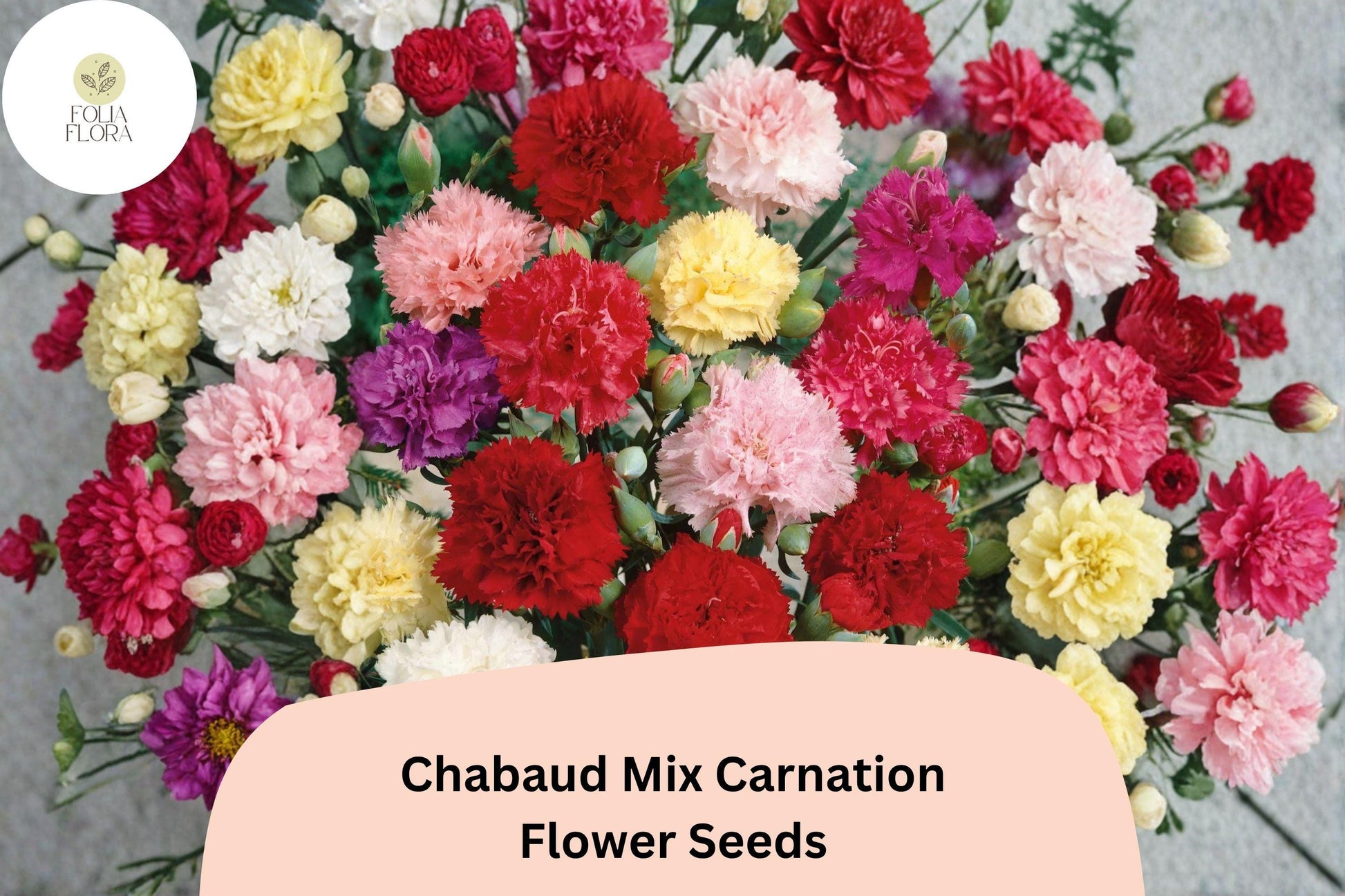 200+ Chabaud Mix Carnation Seeds | Colorful Fragrant Blooms | Dianthus caryophyllus | Perfect for Garden & Bouquets