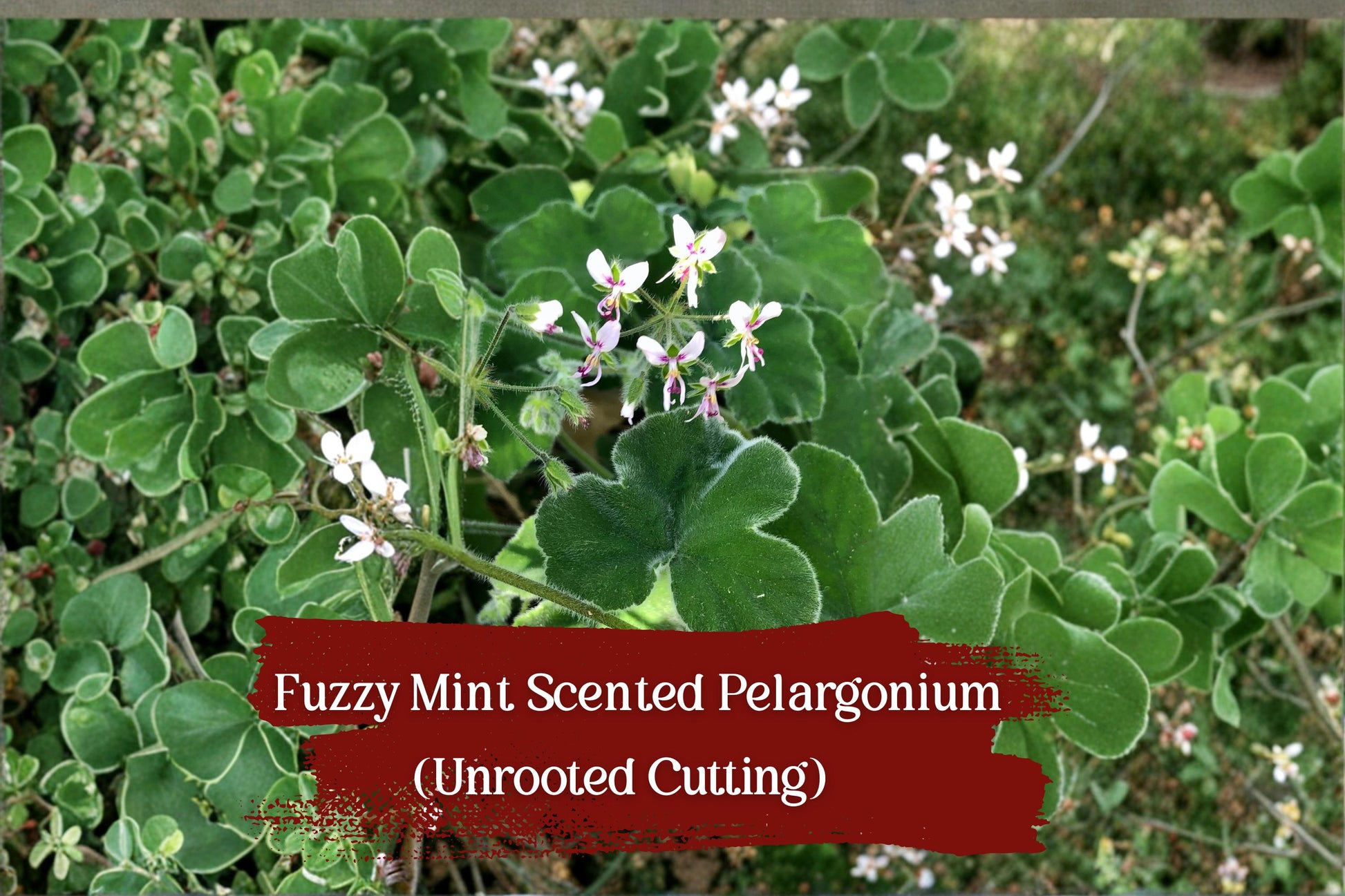 Fuzzy Mint Geranium Cuttings - 3 Unrooted Pelargonium Stems, Chocolate Aroma, Easy Grow, White-Pink Flowers, Pelargonium sp.