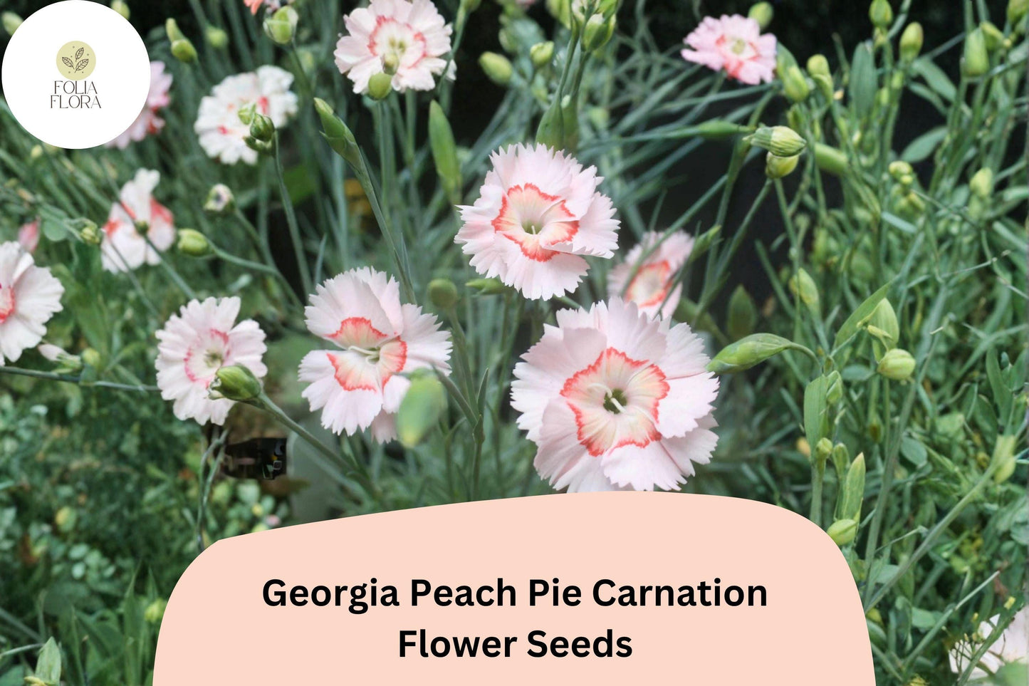 Carnation Seeds - 200+ Georgia Peach Pie - Peach-Pink Fragrant Blooms - Dianthus caryophyllus - Hardy Perennial for Gardens