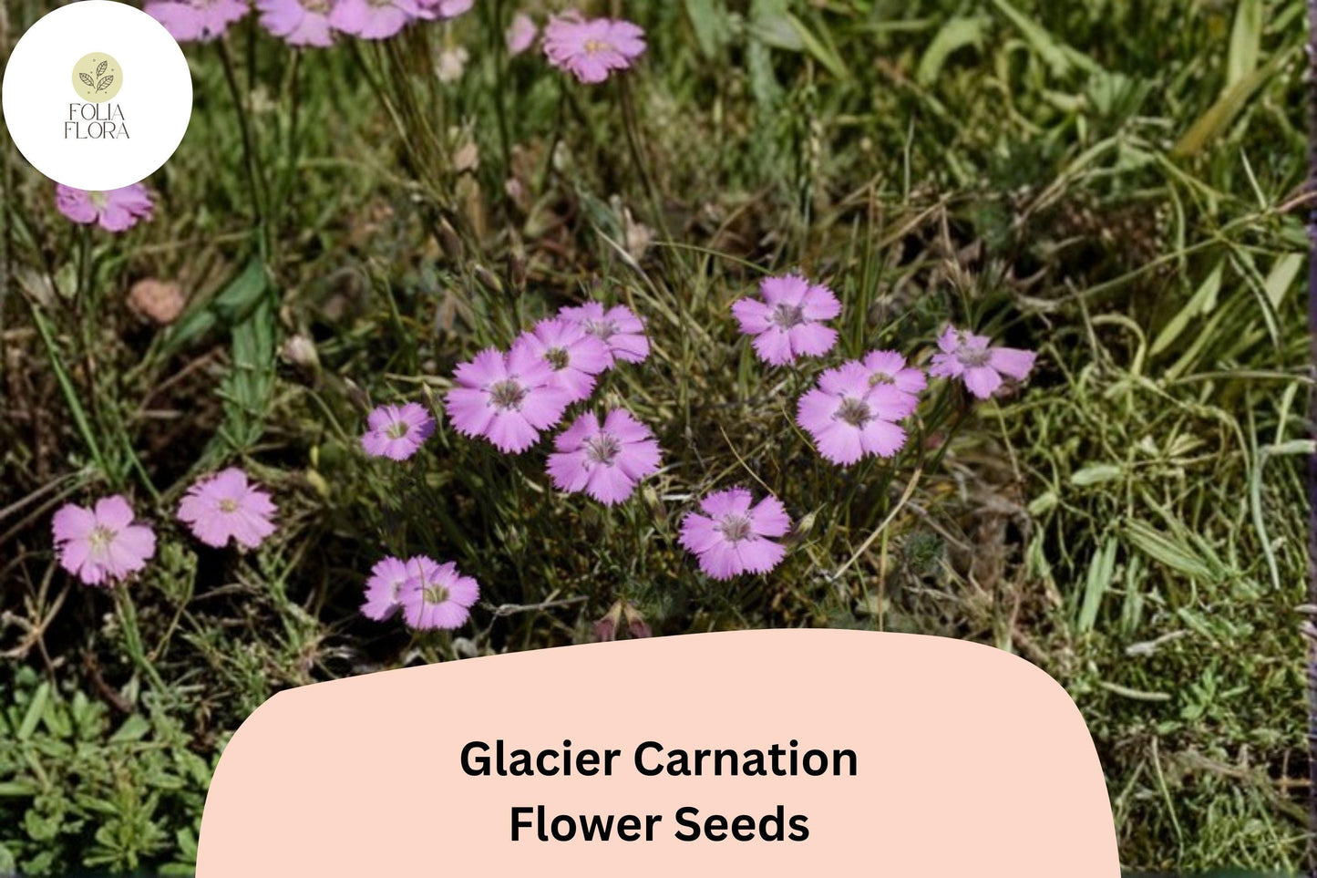 Glacier Carnation Seeds - 200+ Fragrant Purple Blooms, Easy-Grow Perennial Dianthus caryophyllus for Garden Beds & Borders