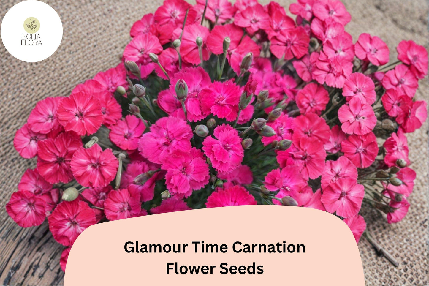 Glamour Time Carnation Seeds - 200+ Bright Pink Dianthus caryophyllus, Fragrant Hardy Perennial Flowers for Gardens and Pots