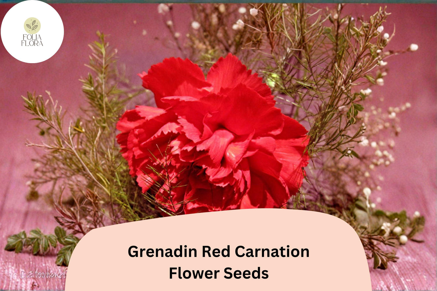 200+ Grenadin Red Carnation Seeds | Bright Red Double Blooms | Fragrant Hardy Perennial | Dianthus caryophyllus
