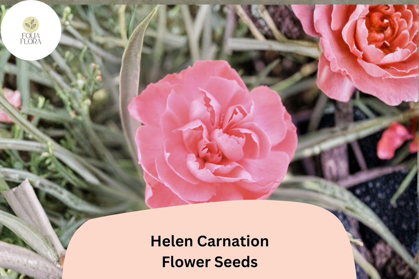 200+ Helen Carnation Seeds | Soft Pink Double Blooms | Fragrant Hardy Perennial | Dianthus caryophyllus