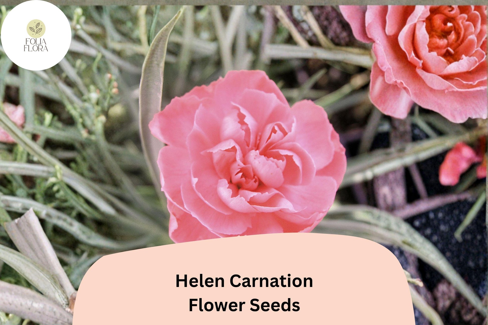 200+ Helen Carnation Seeds | Soft Pink Double Blooms | Fragrant Hardy Perennial | Dianthus caryophyllus
