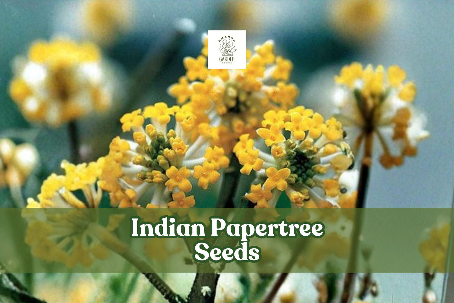 20 Indian Papertree Seeds | Rare Ornamental Shrub | Fragrant Yellow-White Blooms | Edgeworthia gardneri