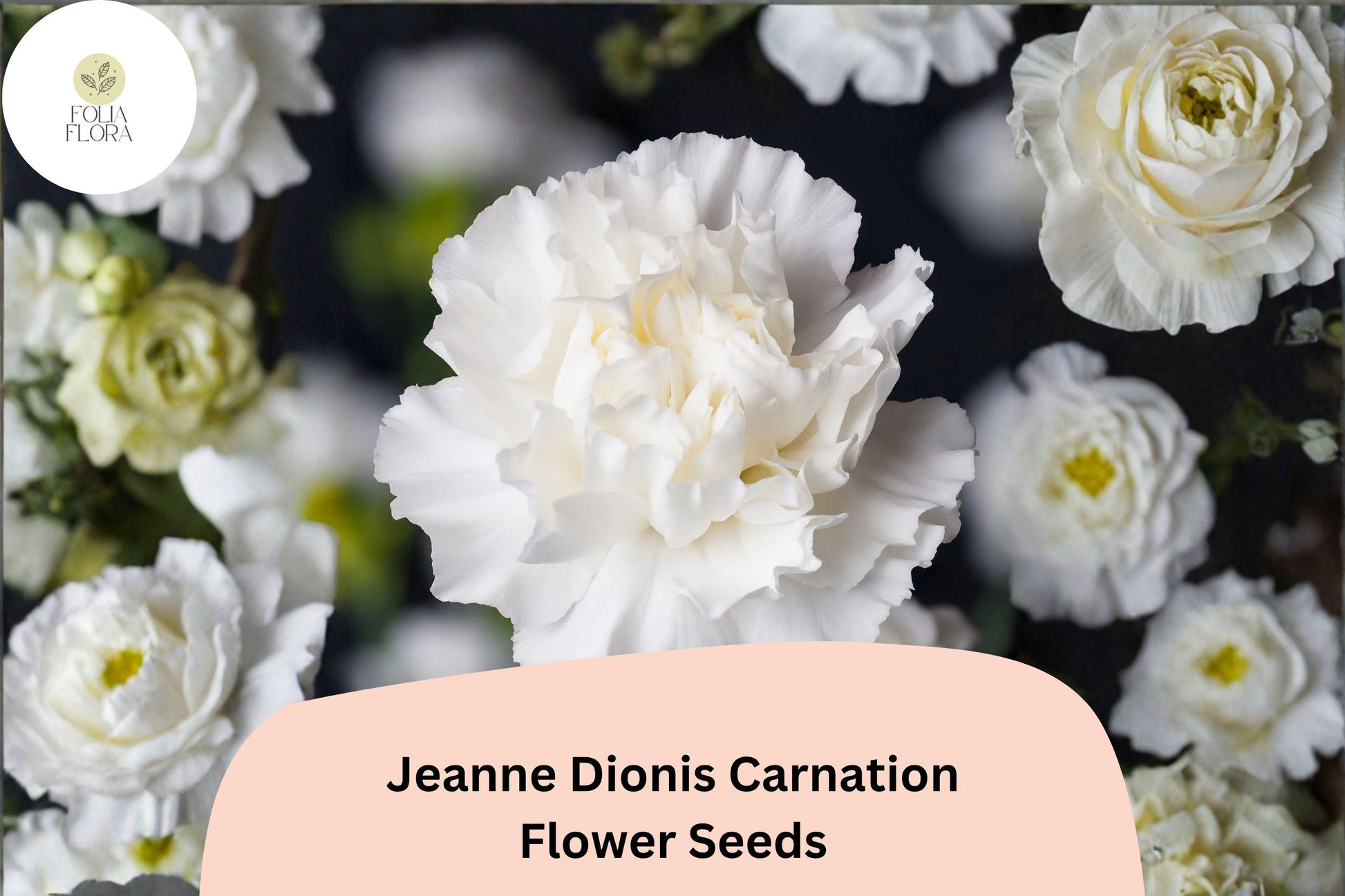 200+ Carnation Seeds, White Double Blooms, Fragrant Hardy Perennial Dianthus caryophyllus 'Jeanne Dionis' for Gardens