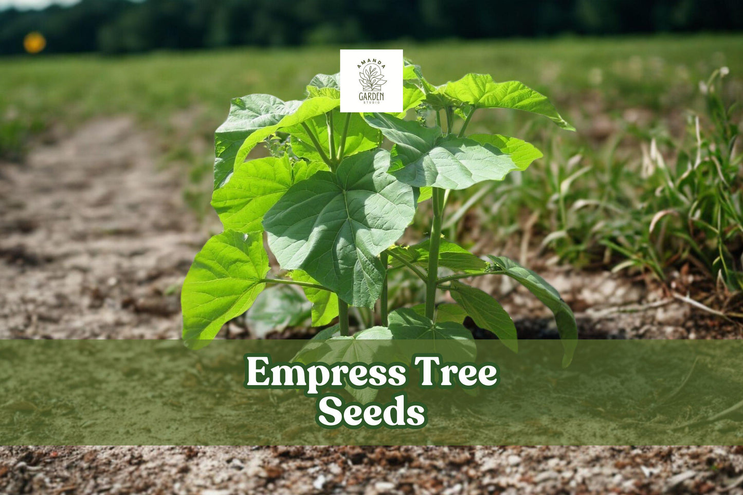 100 Empress Tree Seeds | Paulownia tomentosa | Fast Growing Ornamental Hardwood | Ideal for Landscaping & Shade