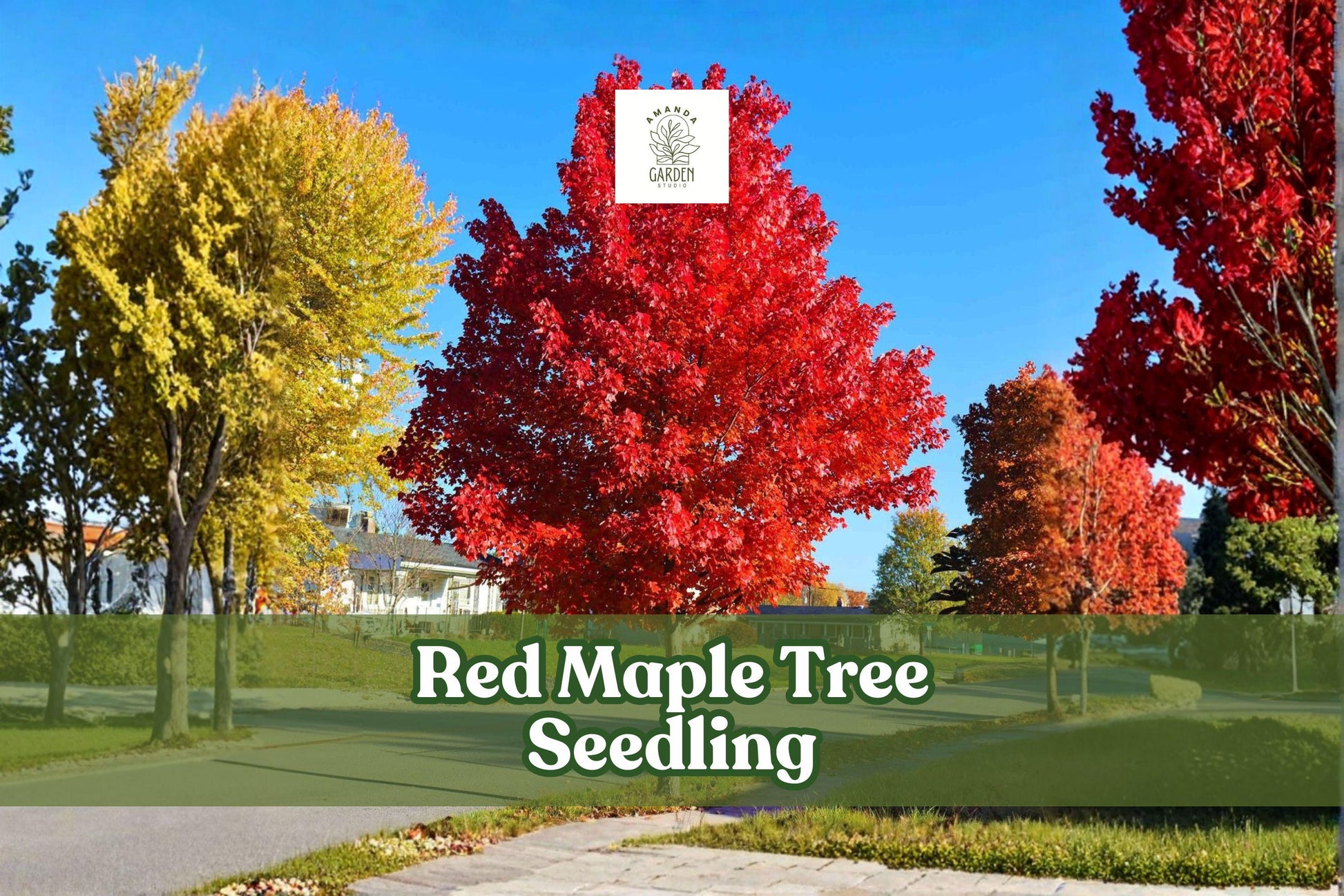 Red Maple Tree Seedling | Acer rubrum | Brilliant Fall Color | Pesticide-Free, Ready to Plant