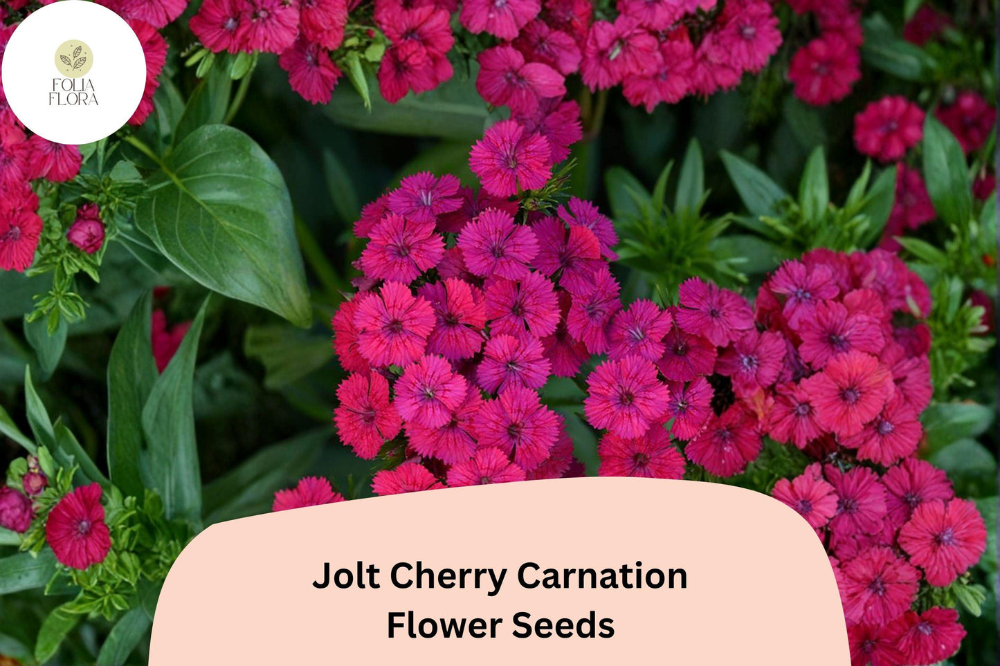 Jolt Cherry Carnation Seeds - 200+ Soft Pink Double Blooms, Fragrant Hardy Perennial Dianthus caryophyllus