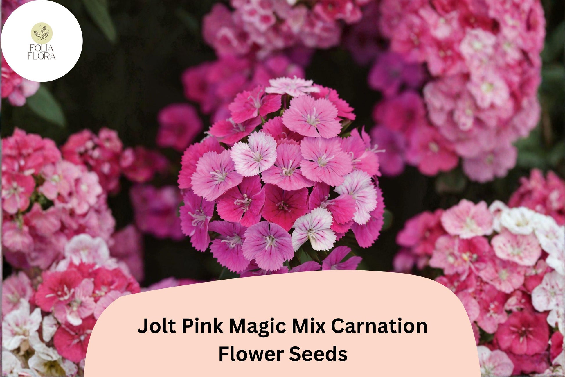 200+ Jolt Pink Magic Mix Carnation Seeds, Pink Double Blooms, Fragrant Hardy Perennial, Dianthus caryophyllus