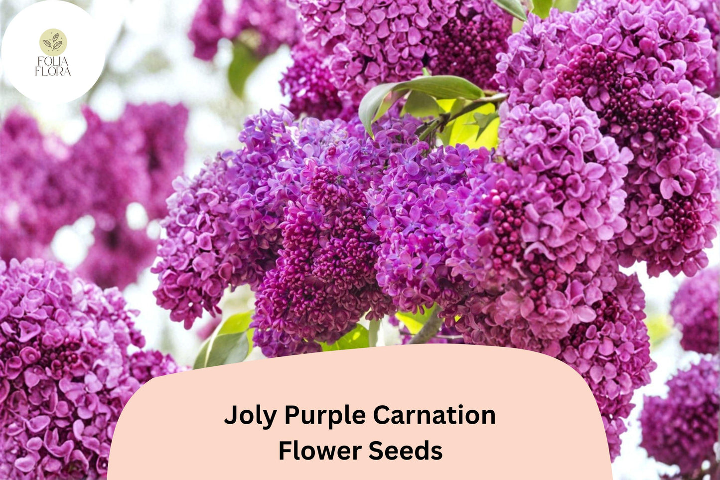 200+ Joly Purple Carnation Seeds | Deep Purple Double Blooms | Fragrant Hardy Perennial | Dianthus caryophyllus
