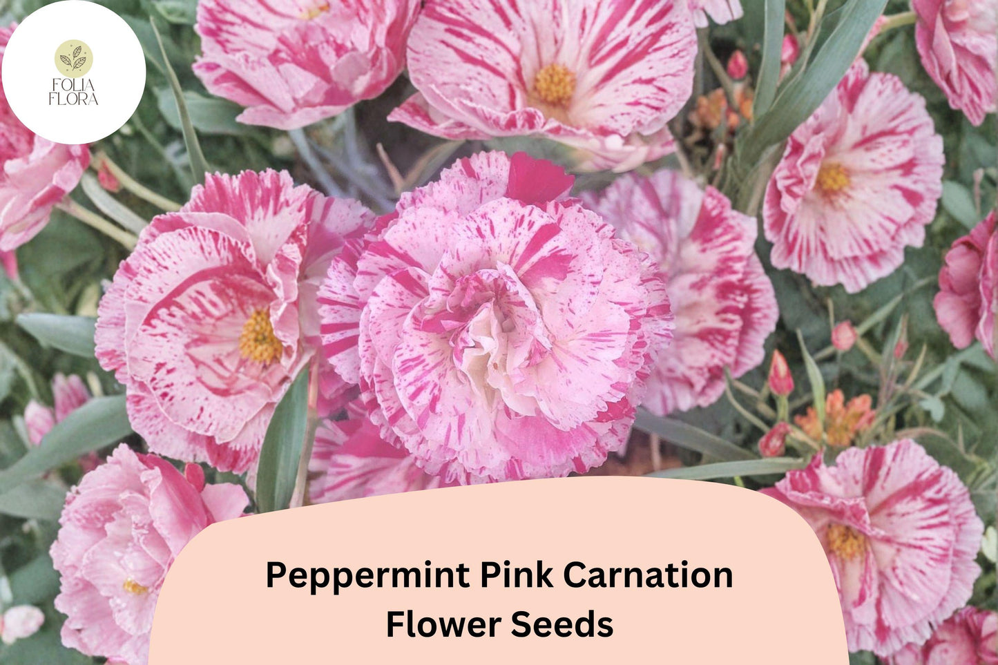 Peppermint Pink Carnation Seeds - 200+ Bicolor Pink Blooms | Dianthus caryophyllus | Easy to Grow for Garden Planting
