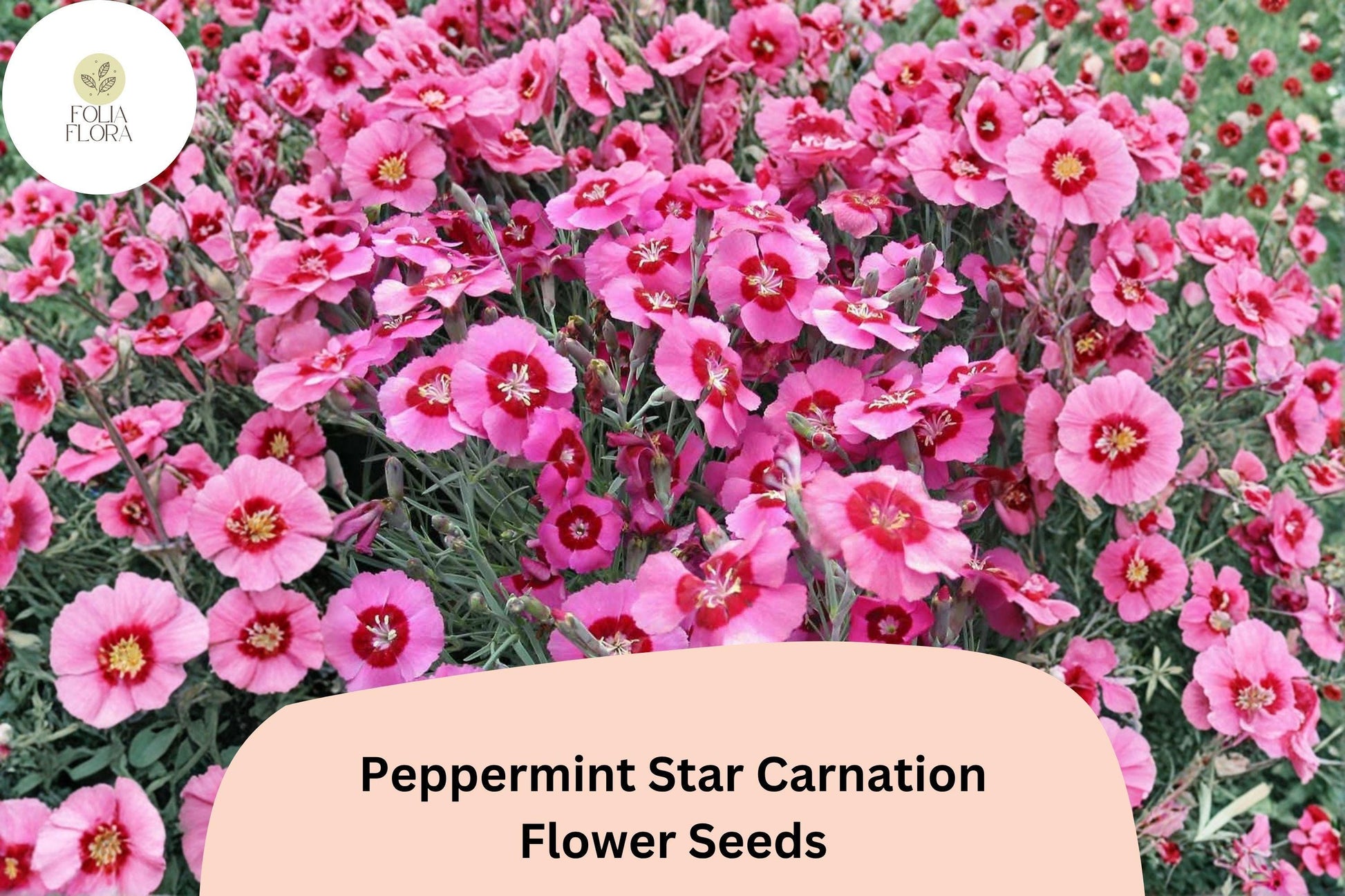 200+ Peppermint Star Carnation Seeds, Pink & Red Blooms, Dianthus caryophyllus - Vibrant Garden Flowers for Planting