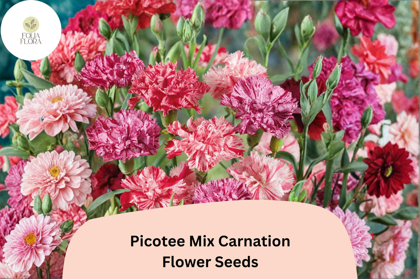 200+ Picotee Mix Carnation Seeds | Mixed Edge Blooms | Dianthus caryophyllus | Colorful Garden Planting