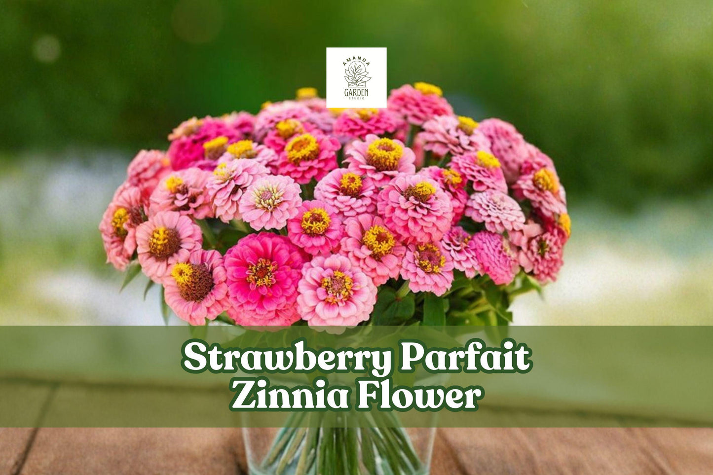 Zinnia Seeds - 100 Strawberry Parfait Pink & White Zinnia elegans for Gardening, Cut Flowers, Pollinator-Friendly Blooms