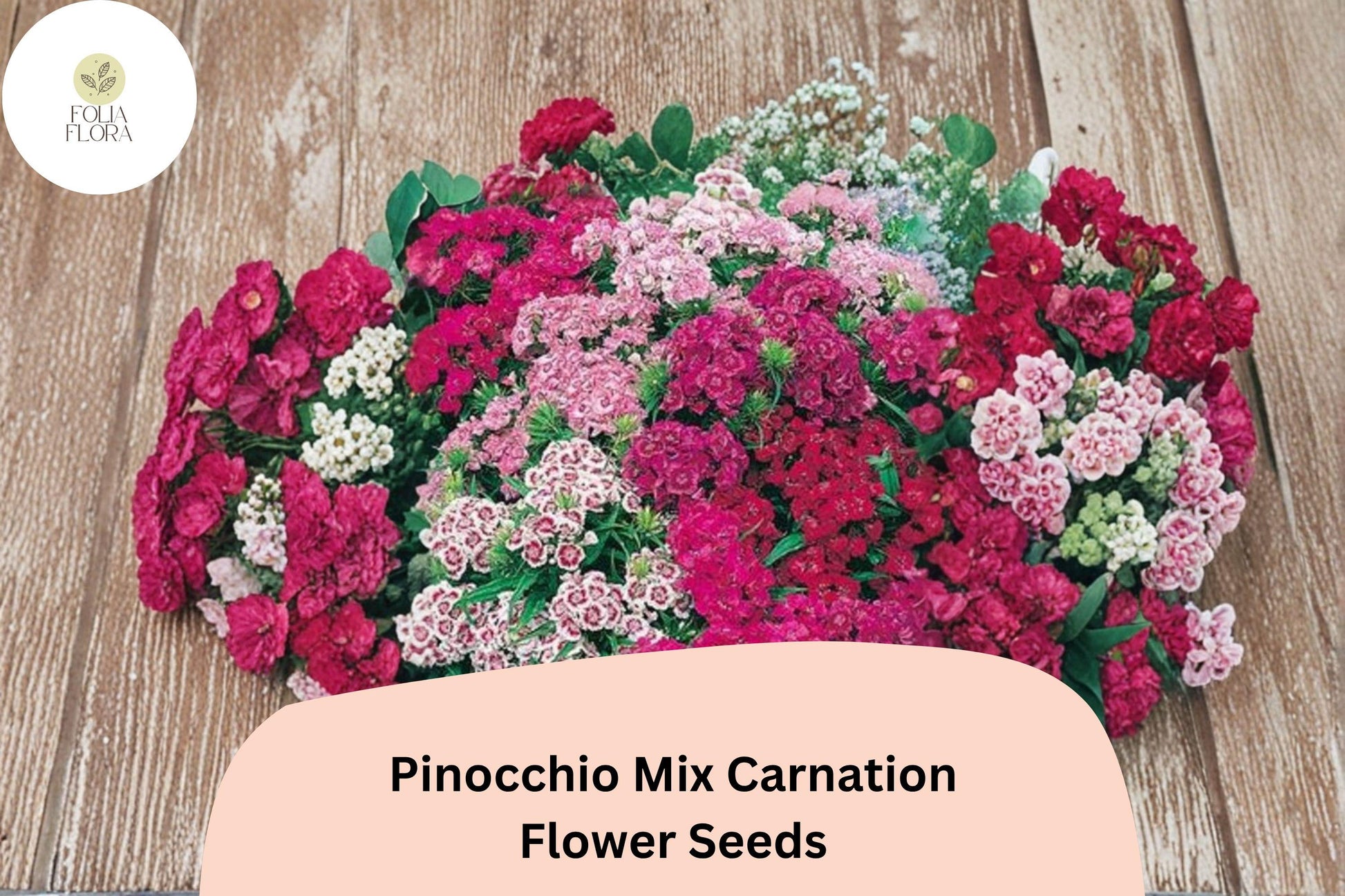 200+ Pinocchio Mix Carnation Seeds | Multi-Color Blooms | Dianthus caryophyllus | Garden Planting, Borders, Containers