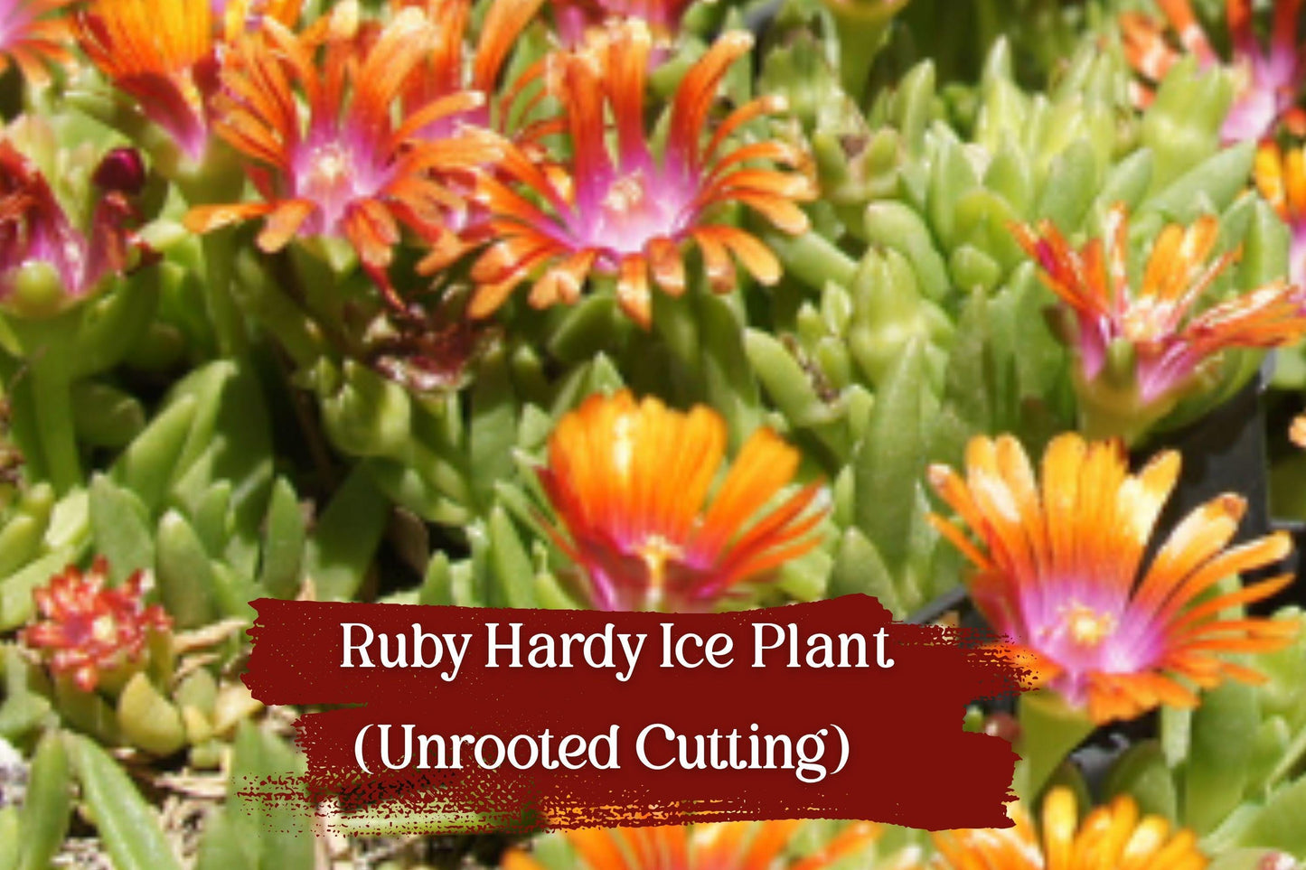 Ruby Ice Plant Cuttings - Unrooted Delosperma cooperi - Drought Tolerant Ground Cover with Ruby-Pink Blooms - 10 Fresh Cuttings