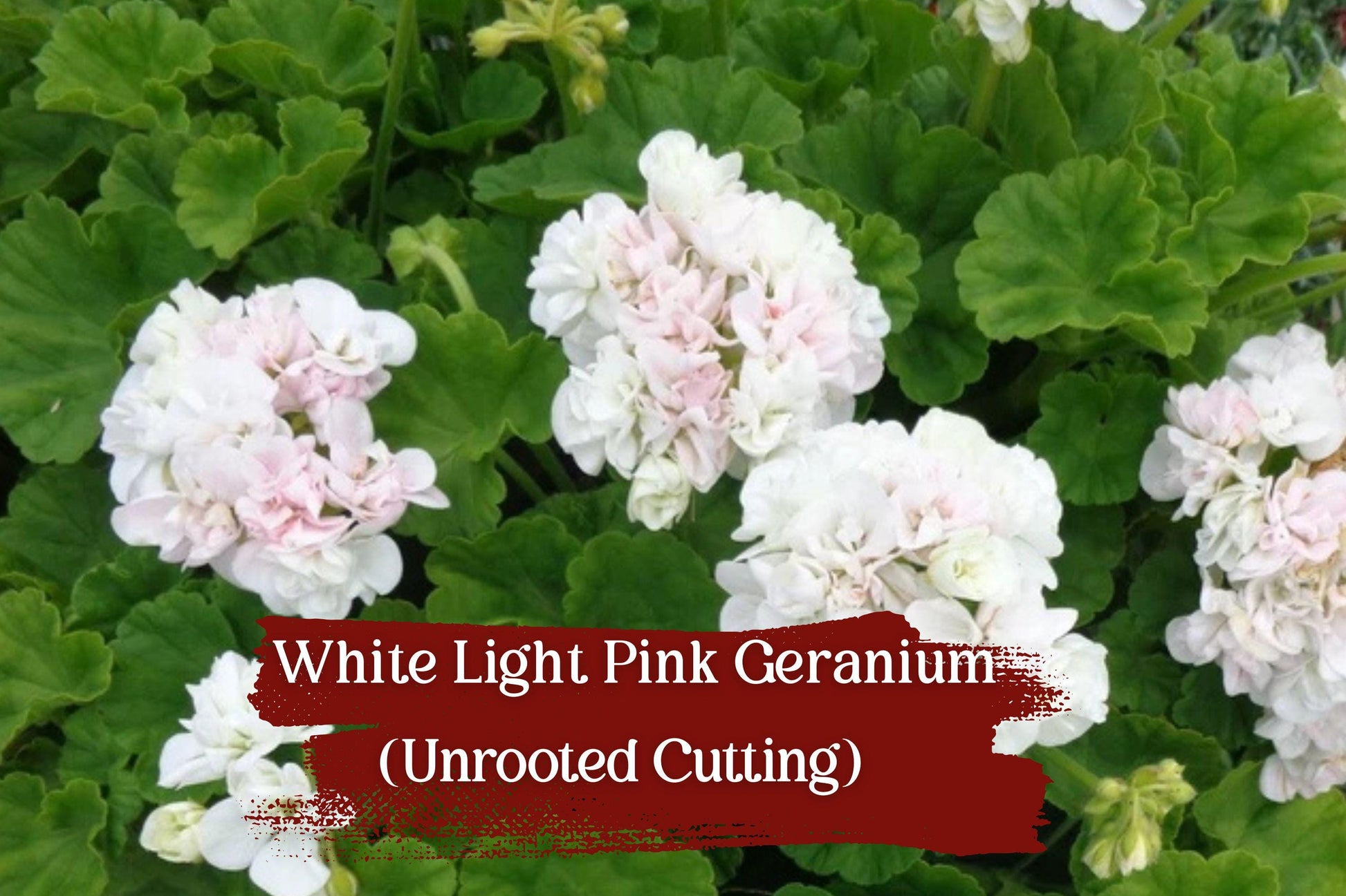 3 Geranium Cuttings - White Light Pink Pelargonium - Fragrant Double Blooms - Easy to Grow - Ideal for Pots & Borders