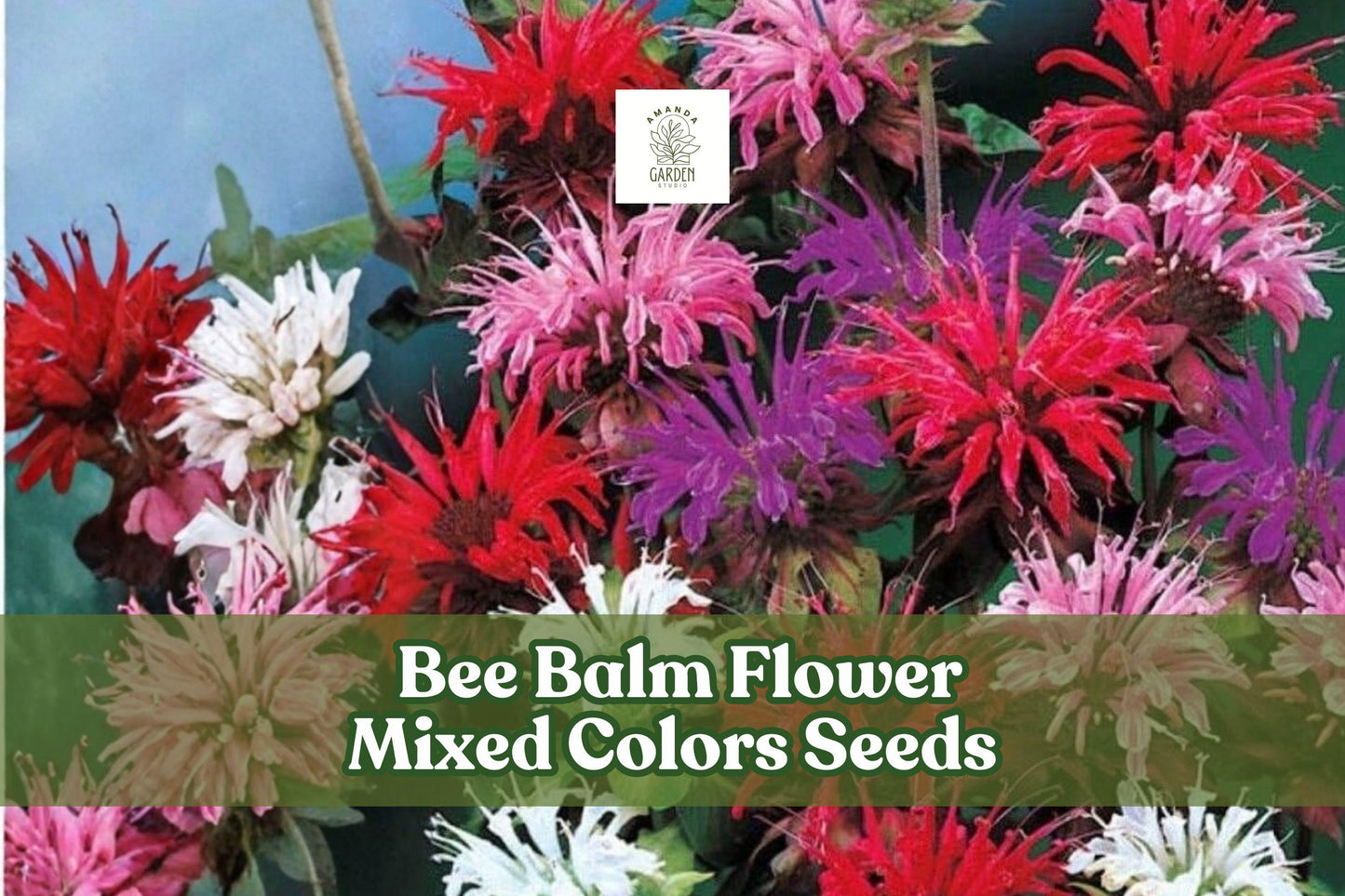 Bee Balm Flower Seeds - 50 Mixed Color Seeds, Monarda Didyma, Attracts Pollinators, Perennial Herb for Gardens
