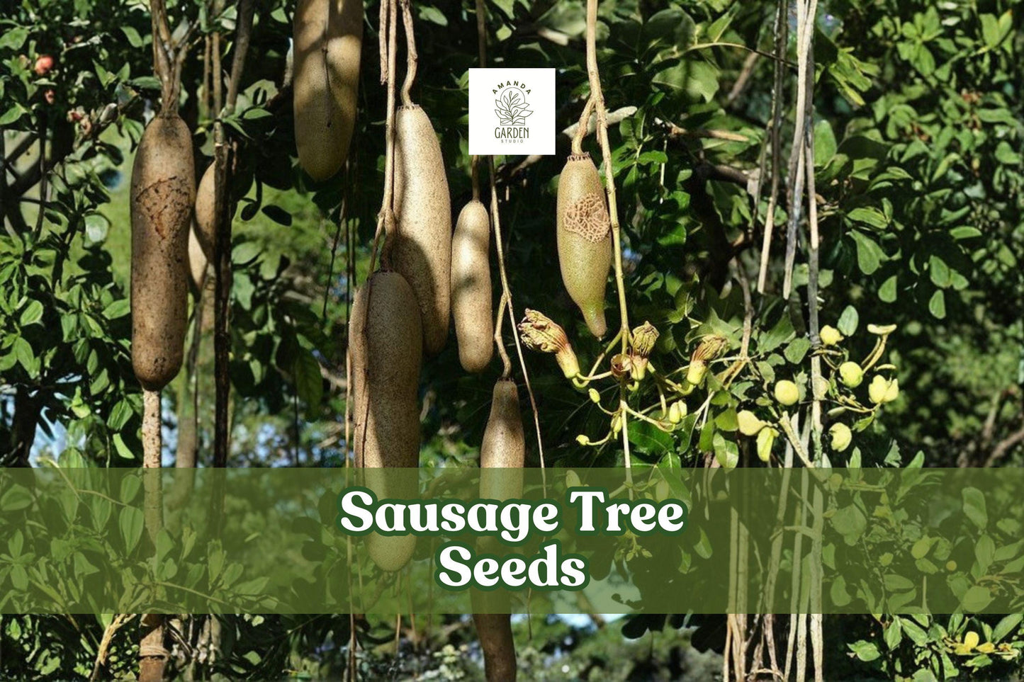 10 Sausage Tree Seeds | Kigelia africana | Rare Tropical Ornamental | Easy to Grow Exotic Garden Plant