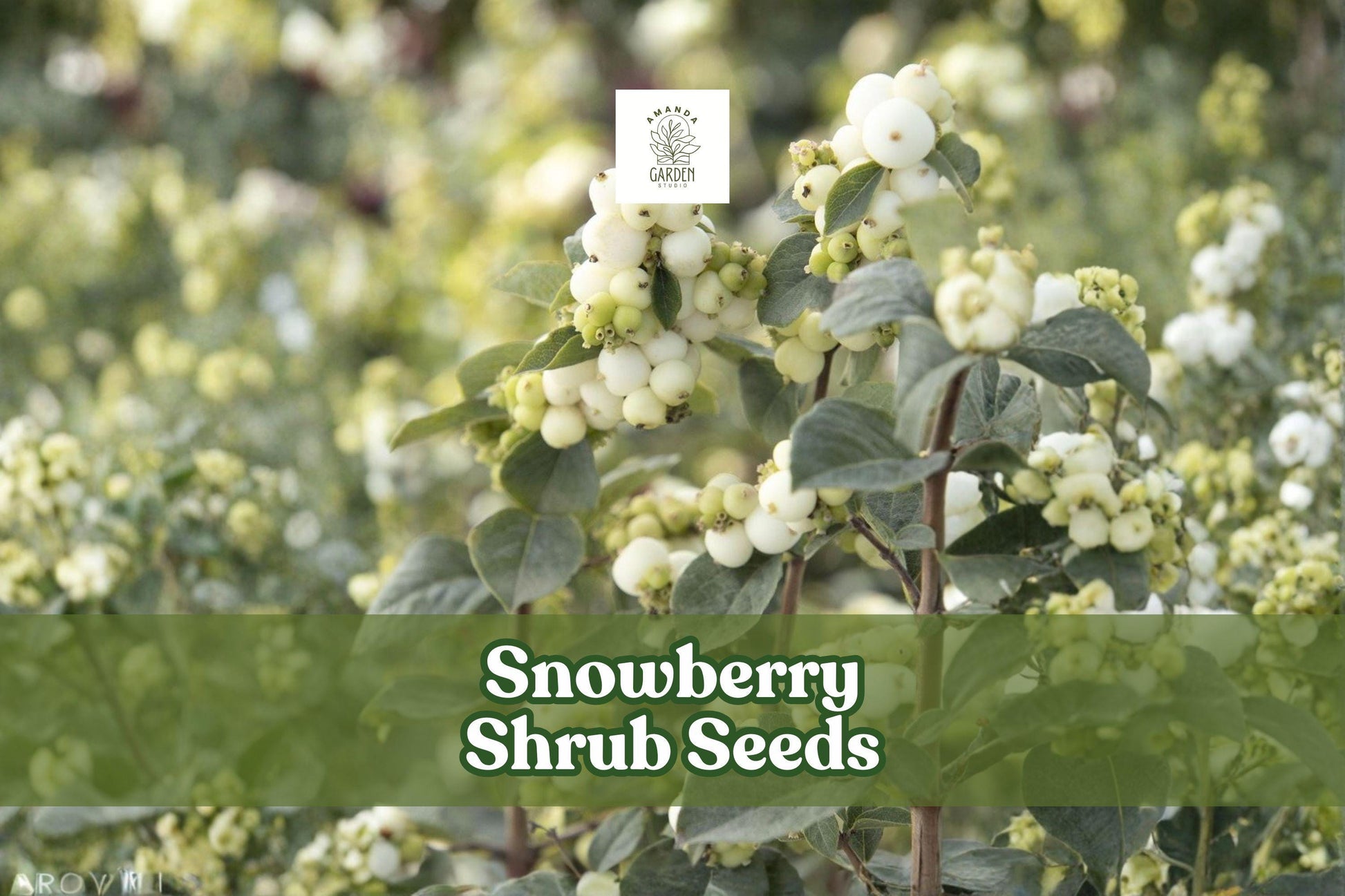 Snowberry Shrub Seeds (50+) | White Berries, Ornamental Hedge | Symphoricarpos albus | USA Grown, Non-GMO