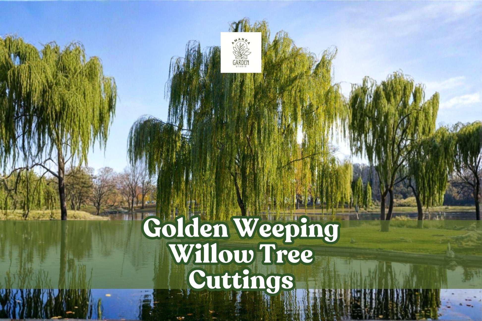4 Live Golden Weeping Willow Cuttings | Salix alba ‘Tristis’ | Fast-Growing Ornamental Shade Tree for Easy Propagation