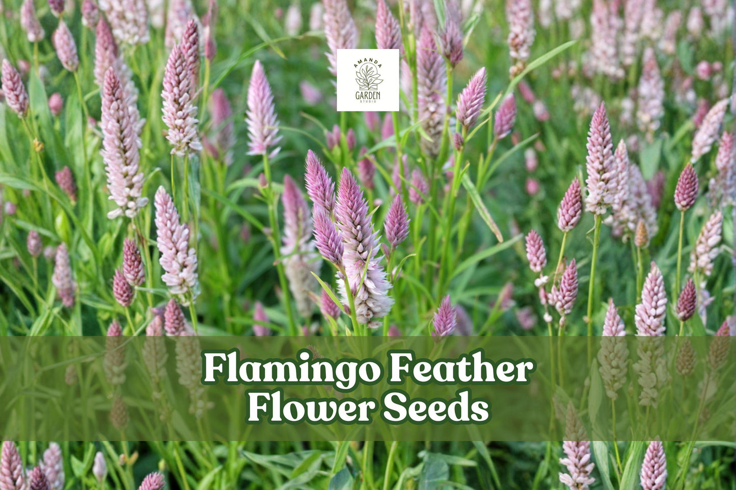 Flamingo Feather Celosia Seeds | 100 Pink Plume Blooms | Celosia argentea var. spicata | Easy Grow Annual Flower Seeds