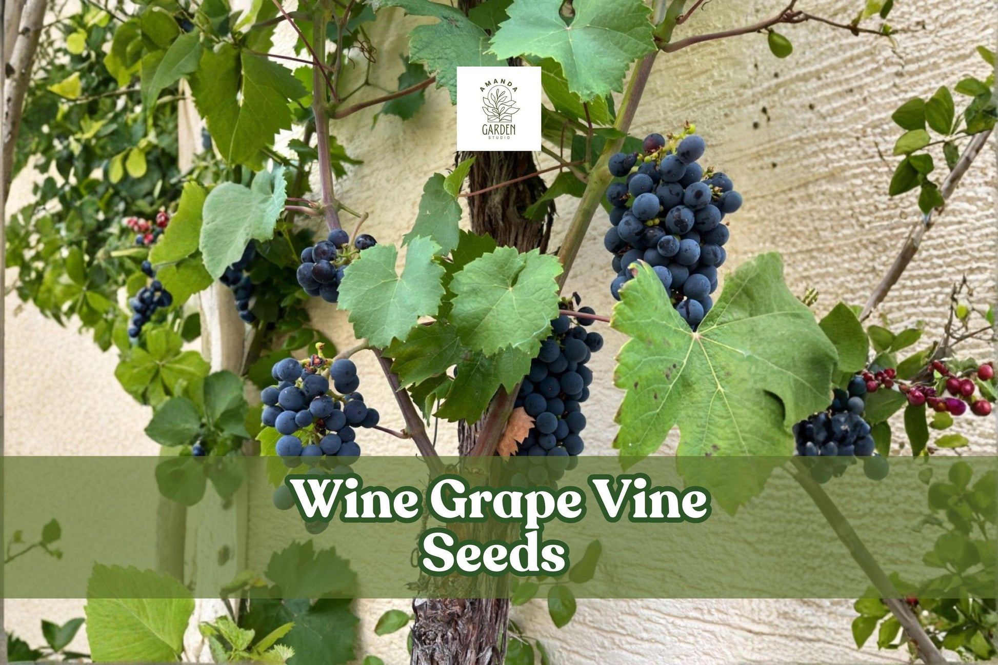 Wine Grape Vine Seeds | 50 Non-GMO Seeds | Vitis Vinifera | Hardy Climbing Plant for Arbors & Trellises