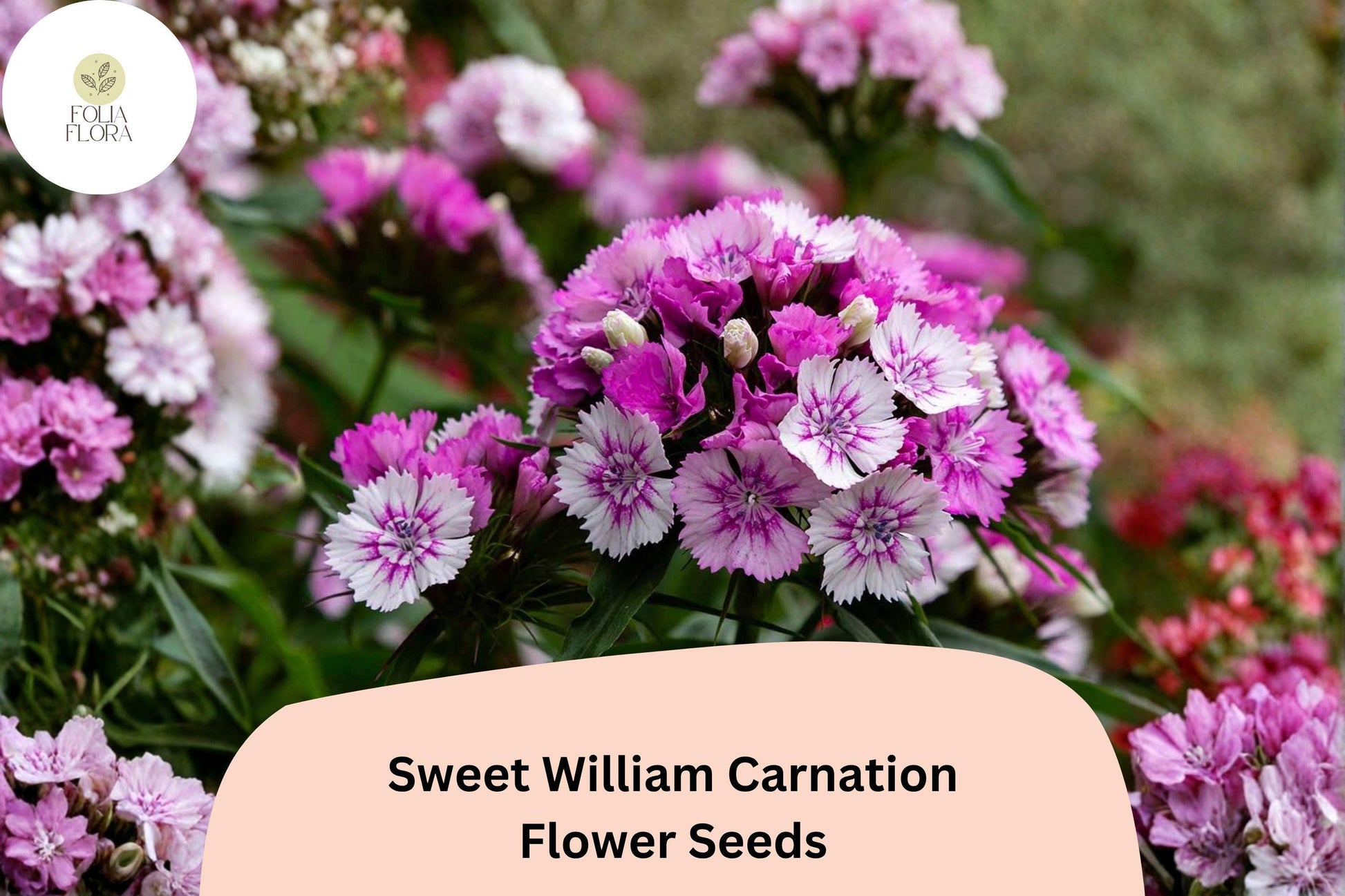 Sweet William Carnation Seeds - 200+ Purple & White Blooms - Dianthus barbatus - Fragrant Garden Flower for Borders & Containers
