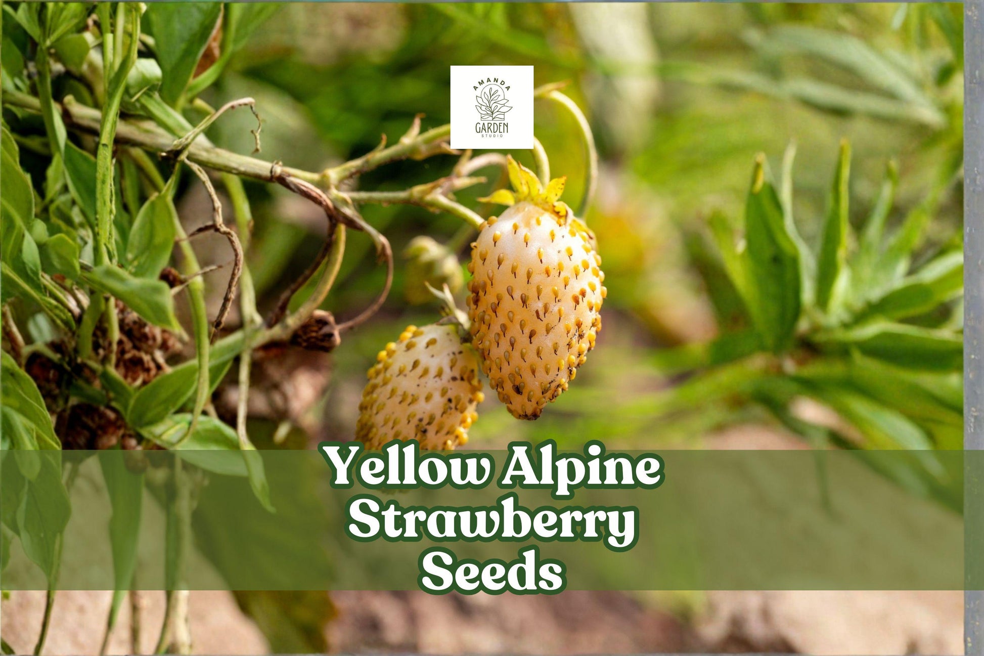 Yellow Alpine Strawberry Seeds 50 Count | Rare Non-GMO Edible Fruit | Fragaria vesca var. semperflorens | Unique Gardening Choice