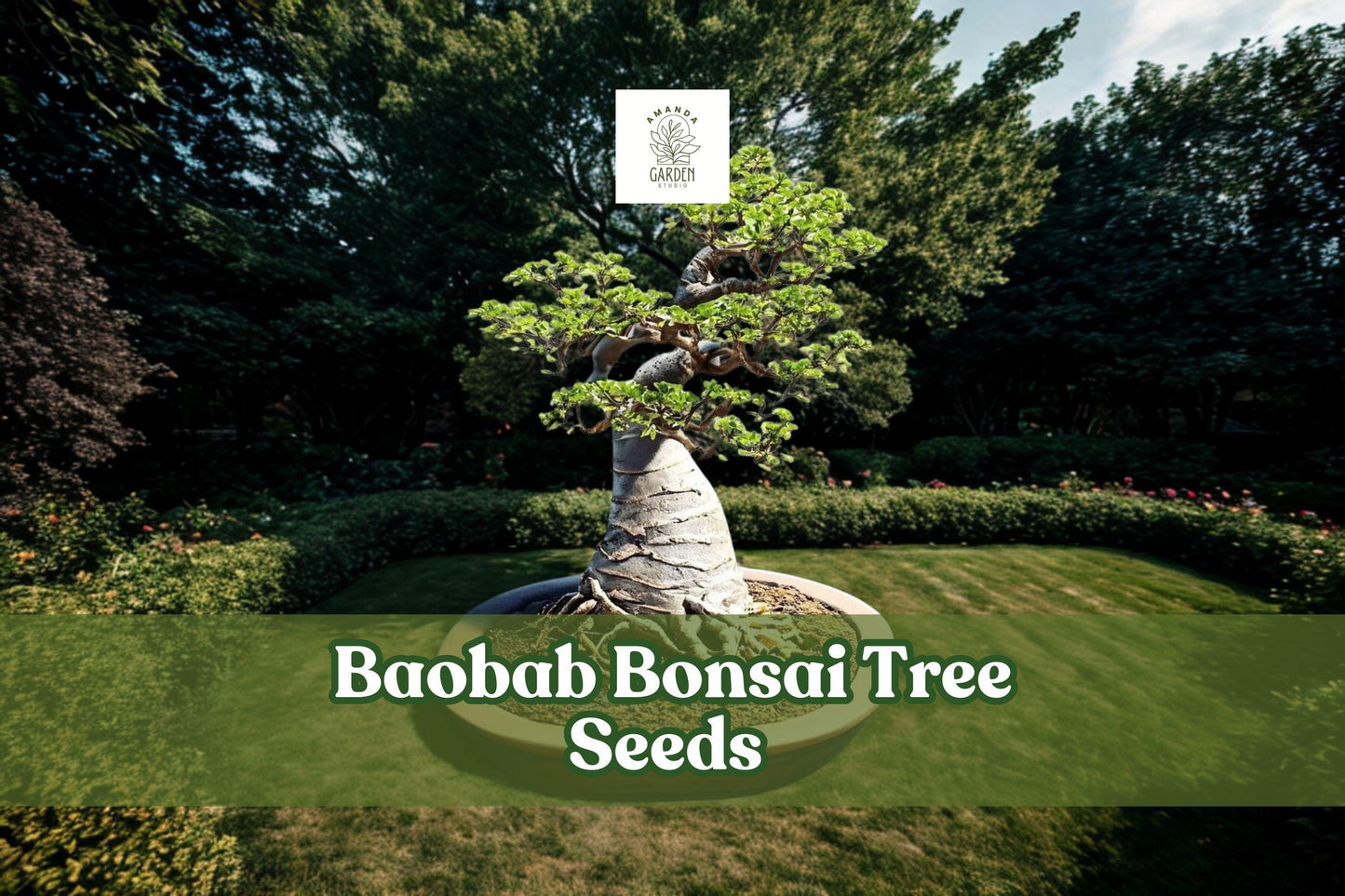 Baobab Tree Seeds | 5 Count | Exotic Bonsai | Adansonia digitata | Drought-Tolerant, Unique Form, Tree of Life