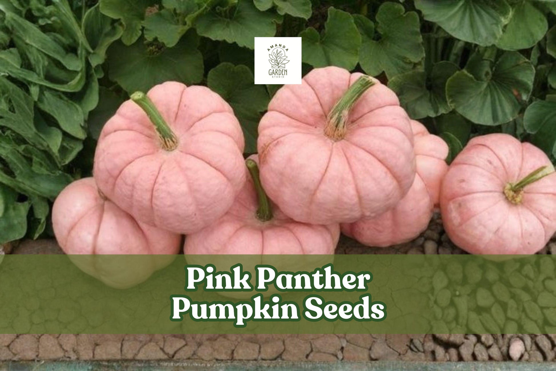 Pink Panther Pumpkin Seeds - 10 Rare Cucurbita maxima Seeds for Garden - Unique Soft Pink Color, Edible Flesh, Easy to Grow