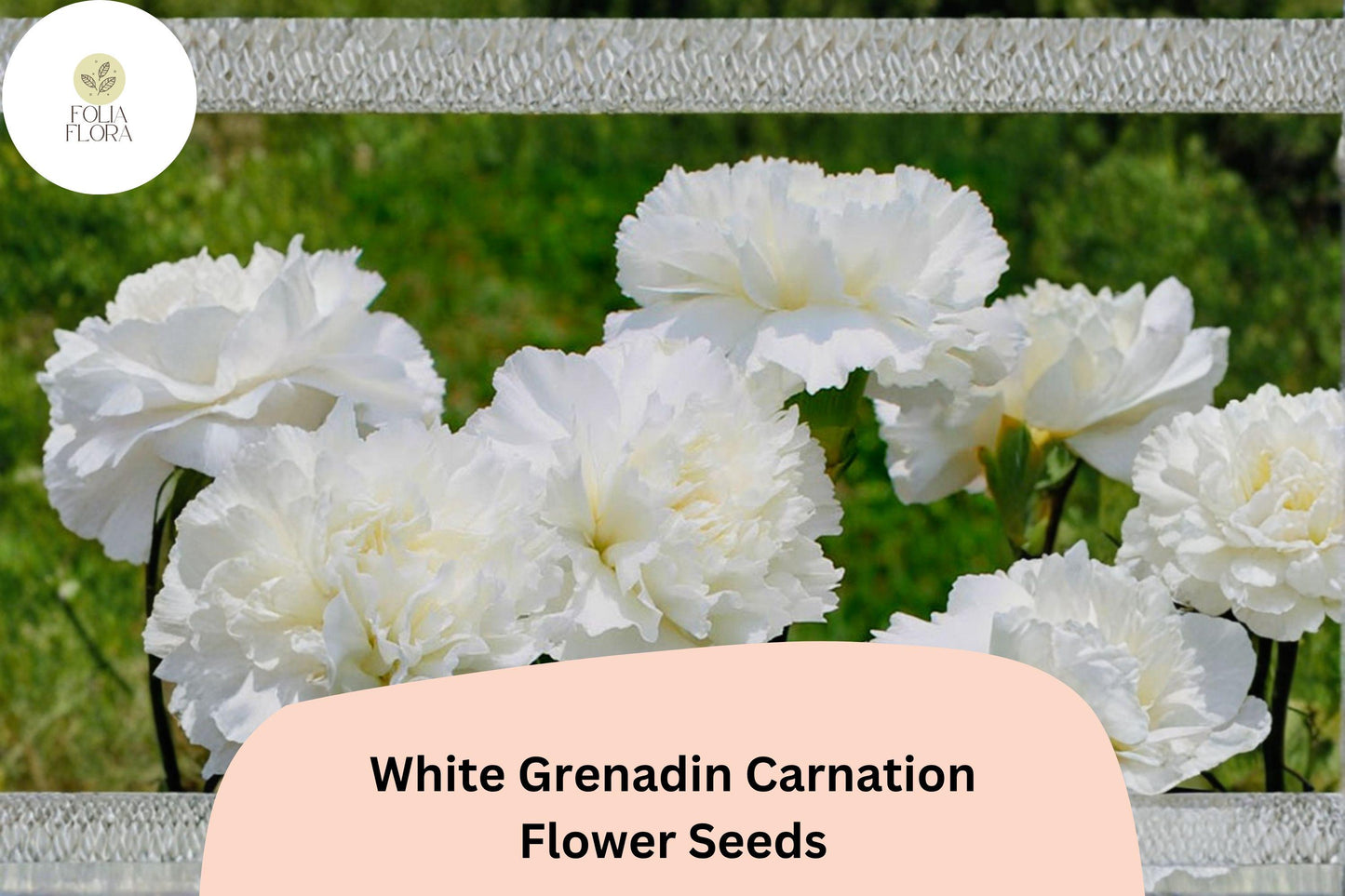 White Grenadin Carnation Seeds, 200+ Pure White Blooms, Dianthus caryophyllus, Compact Flowering Plant for Garden & Bouquets