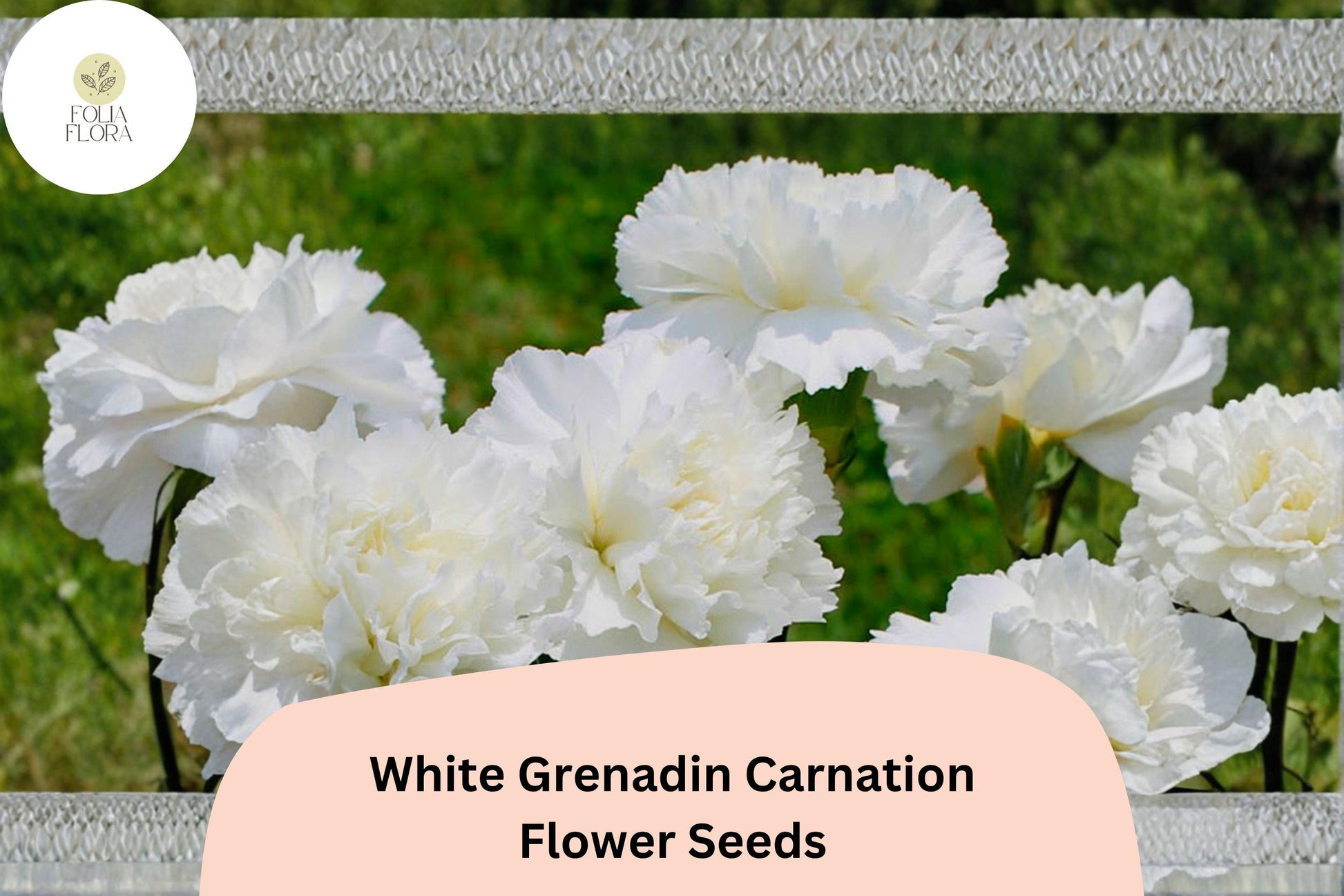 White Grenadin Carnation Seeds, 200+ Pure White Blooms, Dianthus caryophyllus, Compact Flowering Plant for Garden & Bouquets