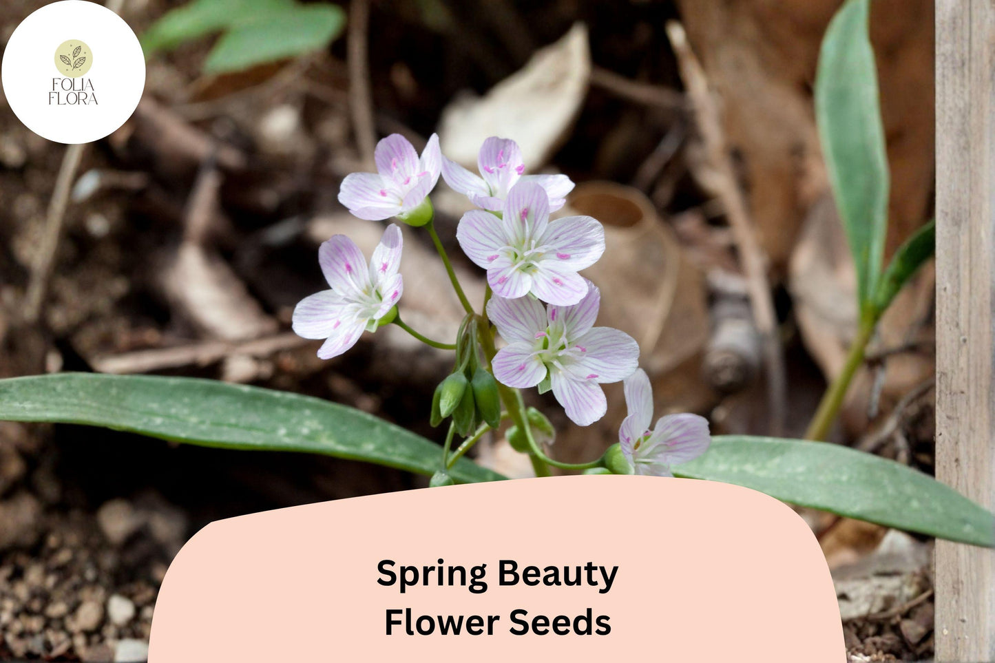 20 Claytonia virginica Seeds | Spring Beauty | Native Wildflower for Shade | White to Light Pink Blooms
