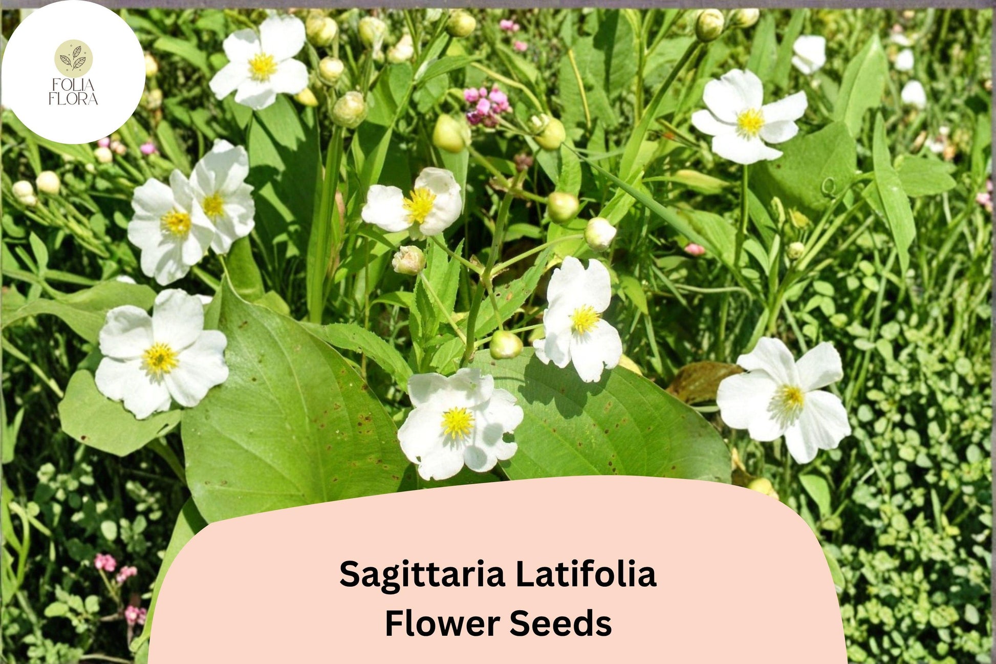 500 Sagittaria latifolia Seeds | Broadleaf Arrowhead | Native Aquatic Wildflower for Pond & Wetland Gardens