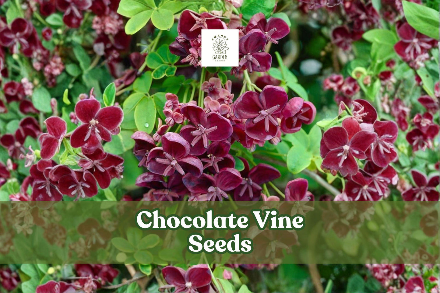 20 Chocolate Vine Seeds - Akebia quinata - Fast-Growing Climbing Plant with Purple Flowers - Non-GMO Five Leaf Vine Seeds