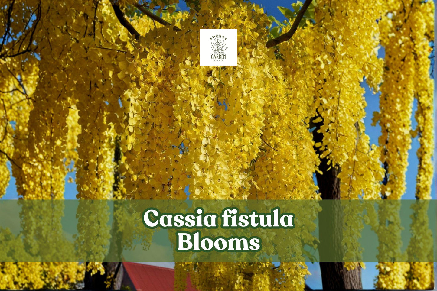 30 Cassia Fistula Seeds | Golden Shower Tree | Yellow Ornamental Flowers | Non-GMO Tropical Landscape Accent