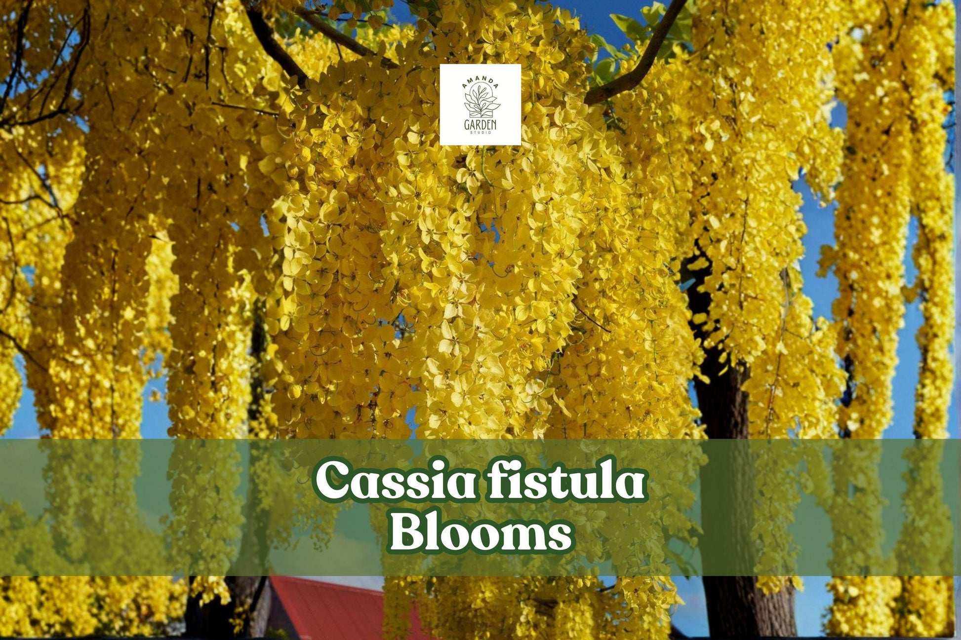 30 Cassia Fistula Seeds | Golden Shower Tree | Yellow Ornamental Flowers | Non-GMO Tropical Landscape Accent