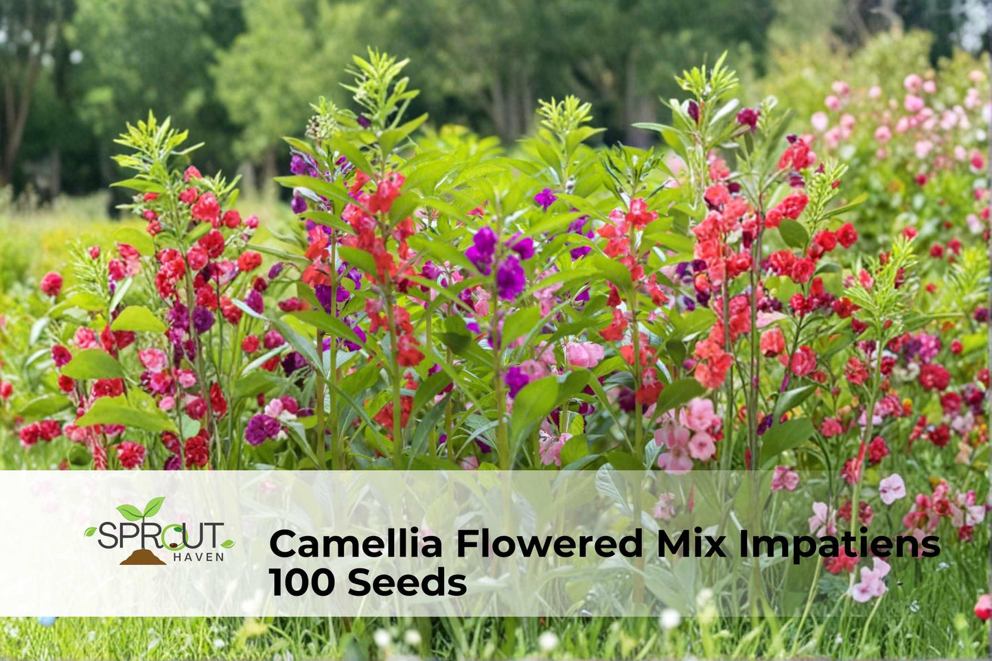 Camellia Flowered Mix Impatiens Seeds, 100 Non-GMO Seeds, Double Bloom Annual, Impatiens walleriana, Shade-Tolerant Garden Flowers