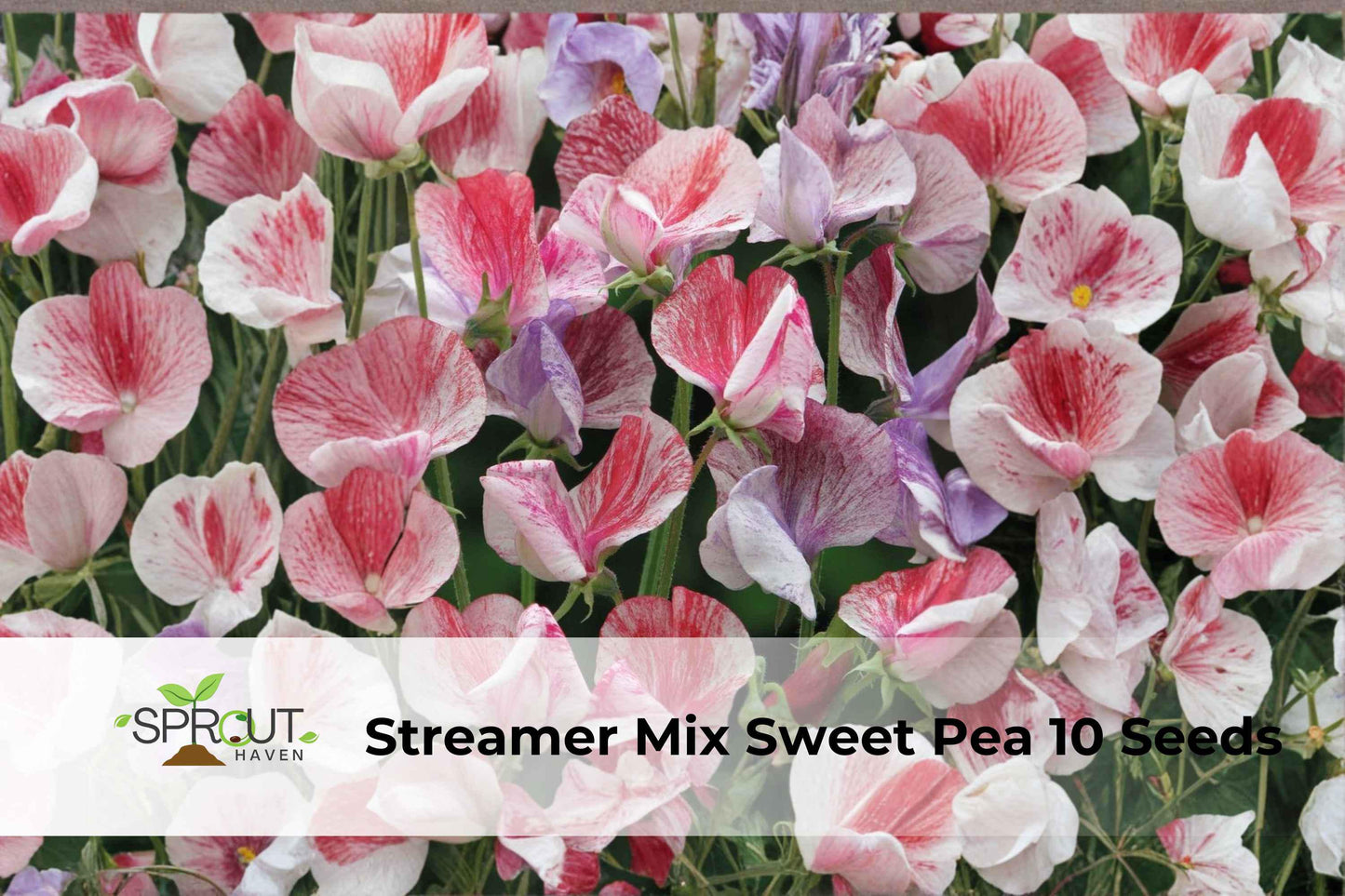 Sweet Pea Seeds - 10 Non-GMO Streamer Mix - Fragrant Climbing Flowers (Lathyrus odoratus) - Pink, Lavender, Cream Blooms