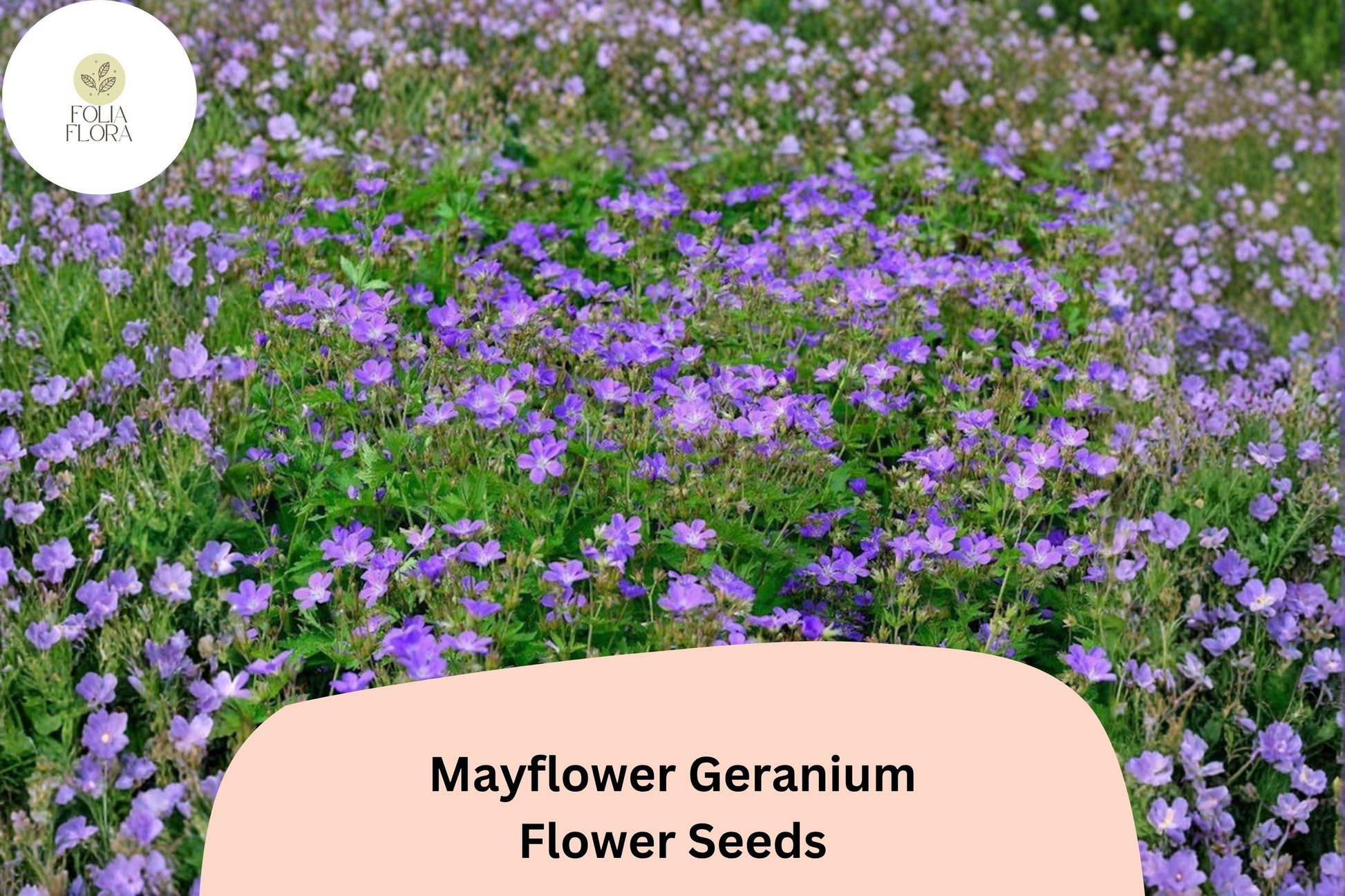 Mayflower Geranium Seeds | 25+ Hardy Perennial | Purple Blooms | Geranium sanguineum ‘Mayflower’ for Garden Borders