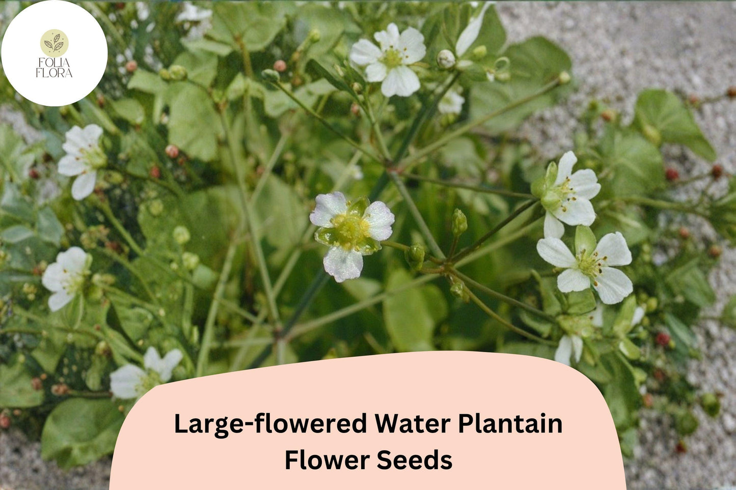 Large-Flowered Water Plantain Seeds | 300 Count | Alisma subcordatum | Native Aquatic Wildflower for Ponds & Wetlands