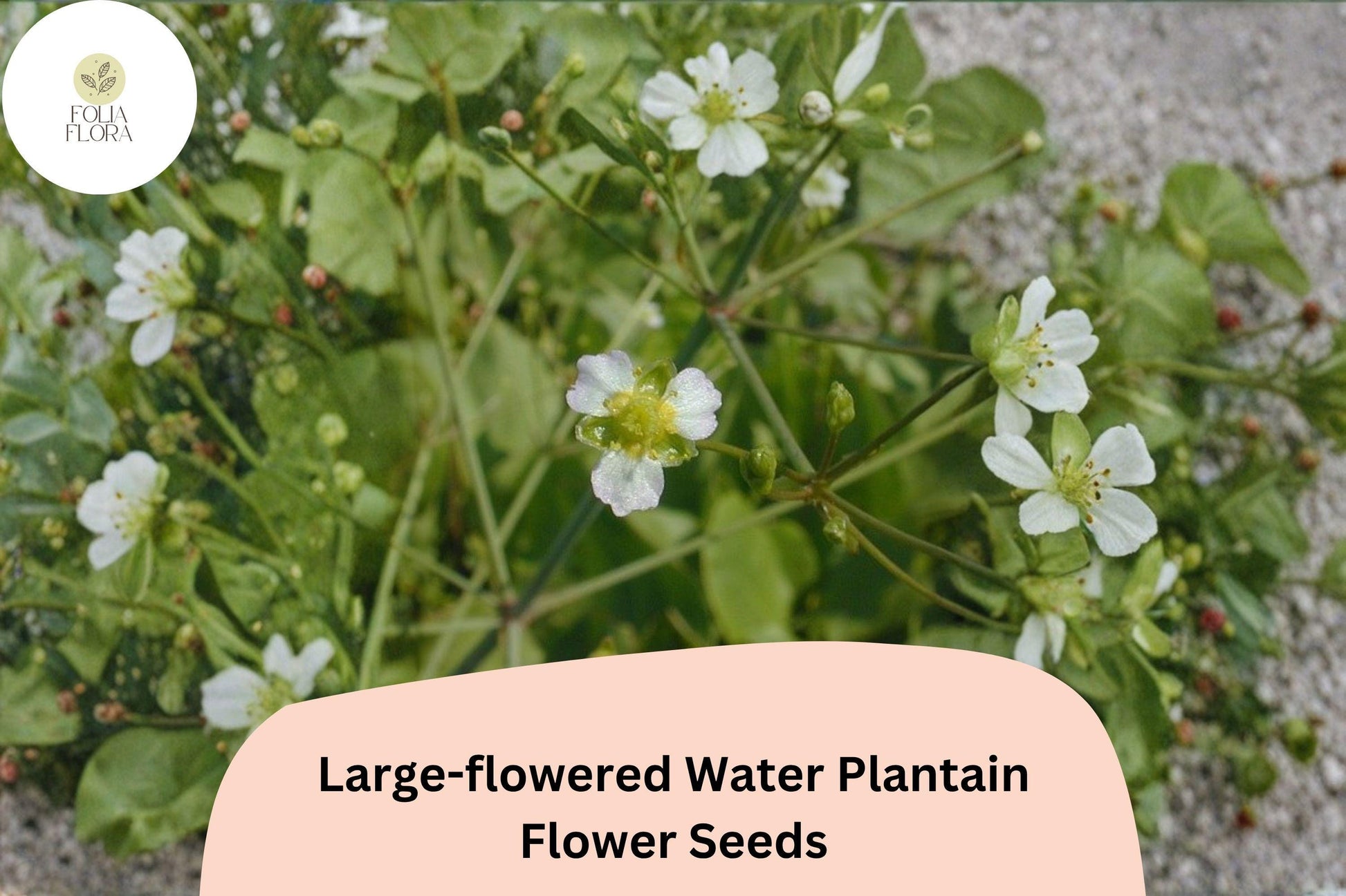 Large-Flowered Water Plantain Seeds | 300 Count | Alisma subcordatum | Native Aquatic Wildflower for Ponds & Wetlands