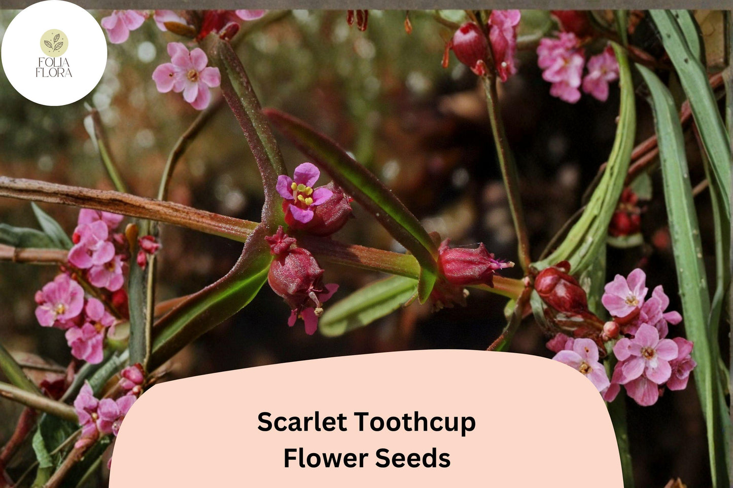 Scarlet Toothcup Seeds | 1000 Count | Rotala ramosior | Native Wetland Wildflower for Ponds & Rain Gardens